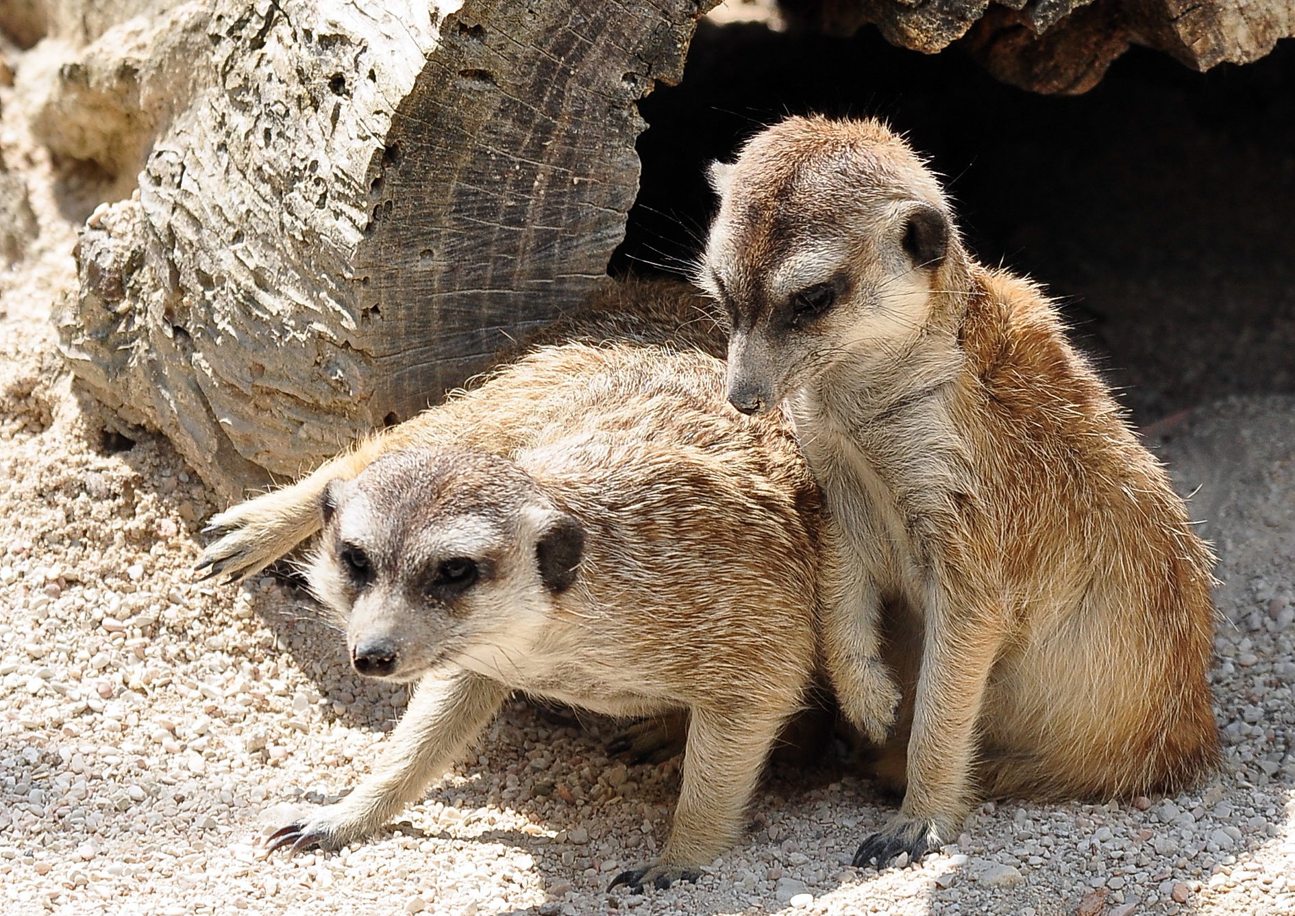 Il Gatto e la Volpe........no, due Suricati