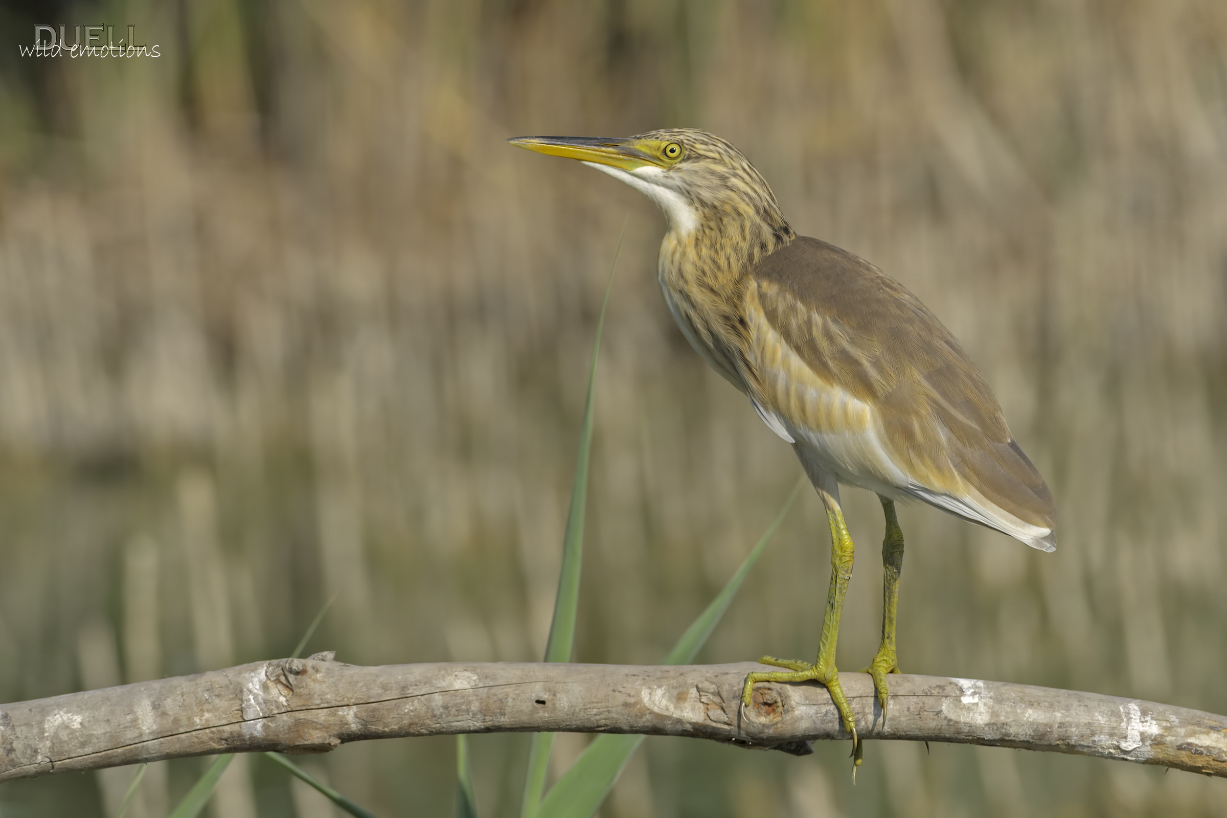 sgarza crested juv