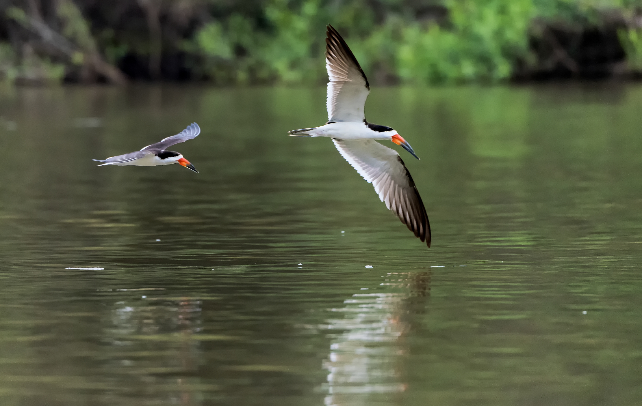 Pantanal 2015 - Skimmer