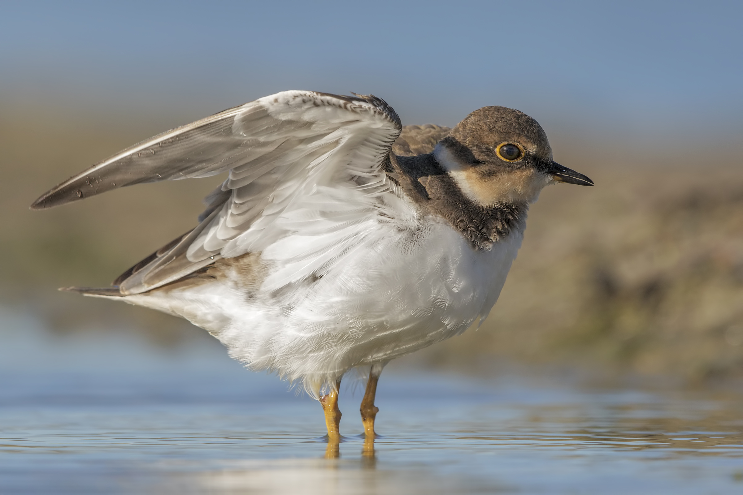 Corriere piccolo juv