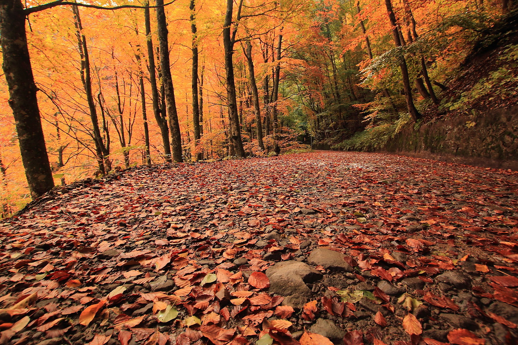 I colori dell'autunno