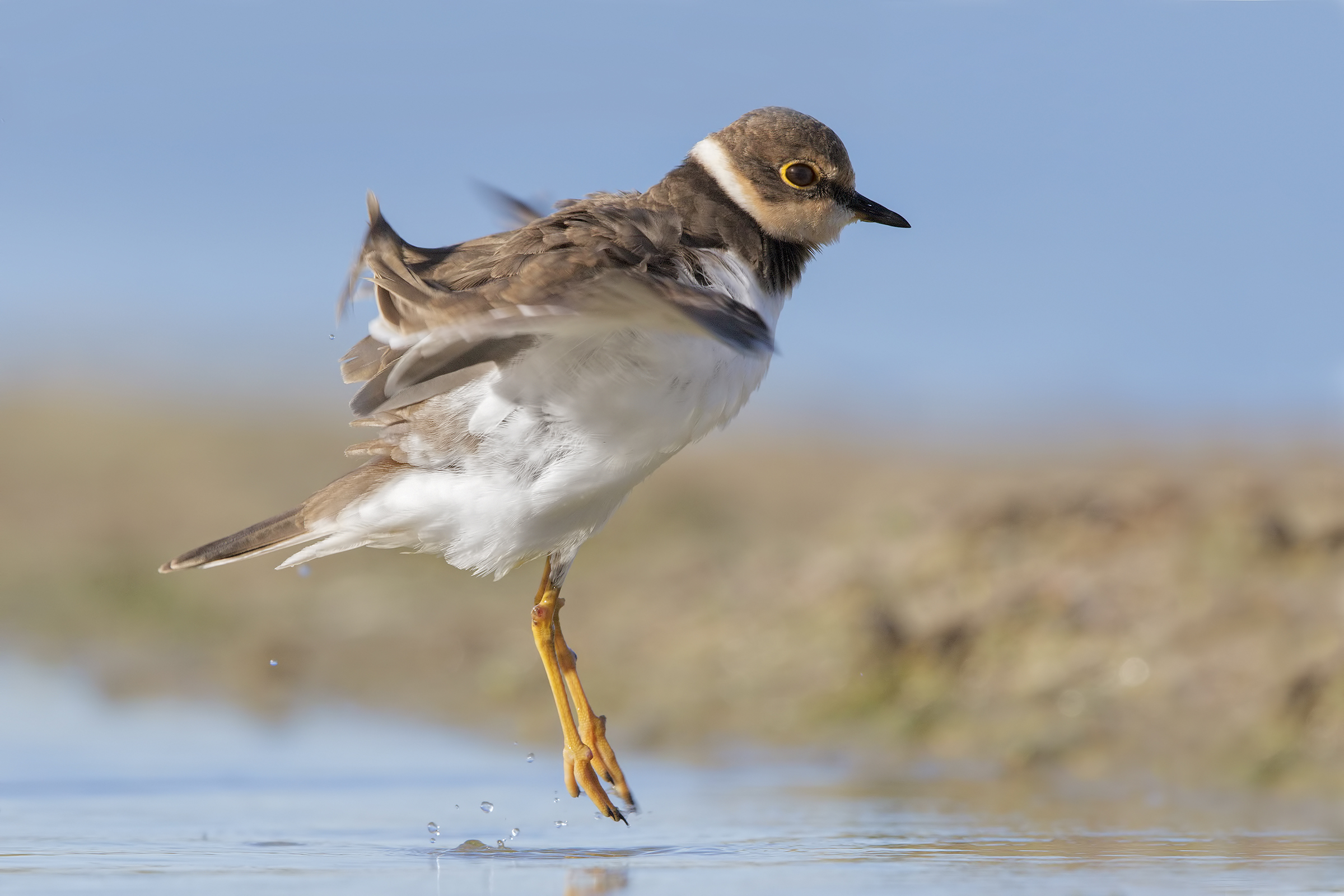 Corriere piccolo juv