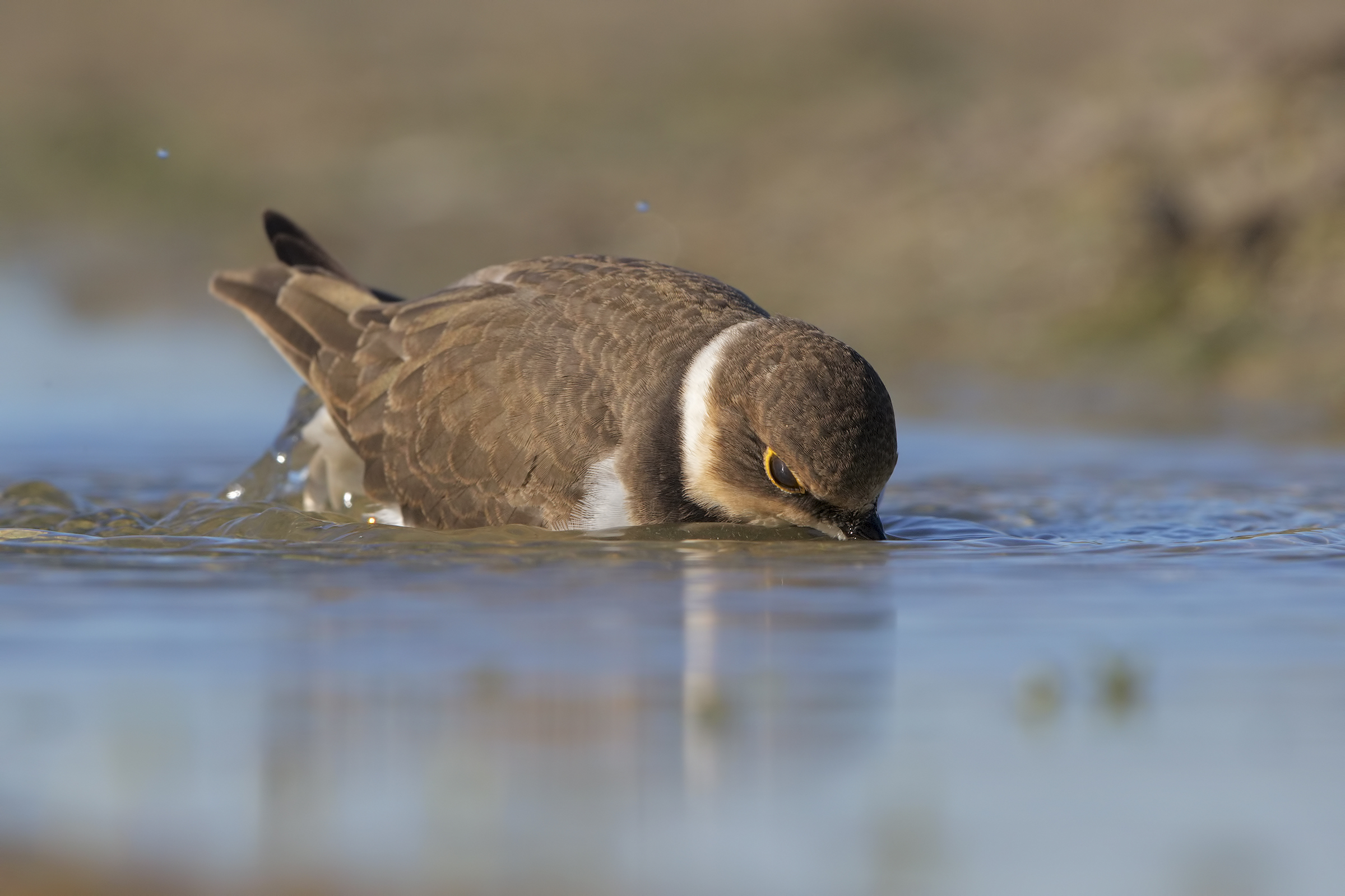 Corriere piccolo juv