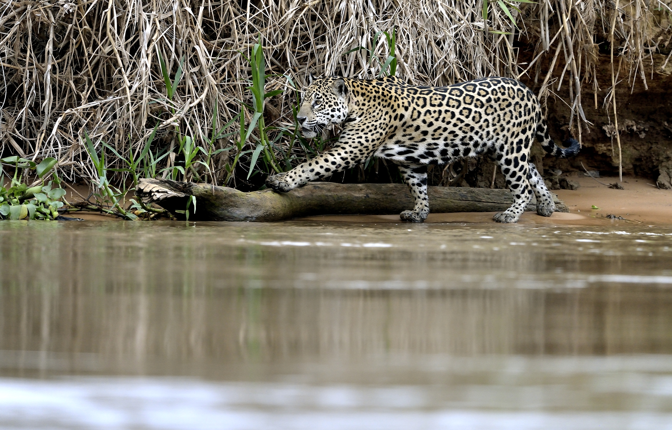 Pantanal 2015 - Jaguar sul Cuiabà river