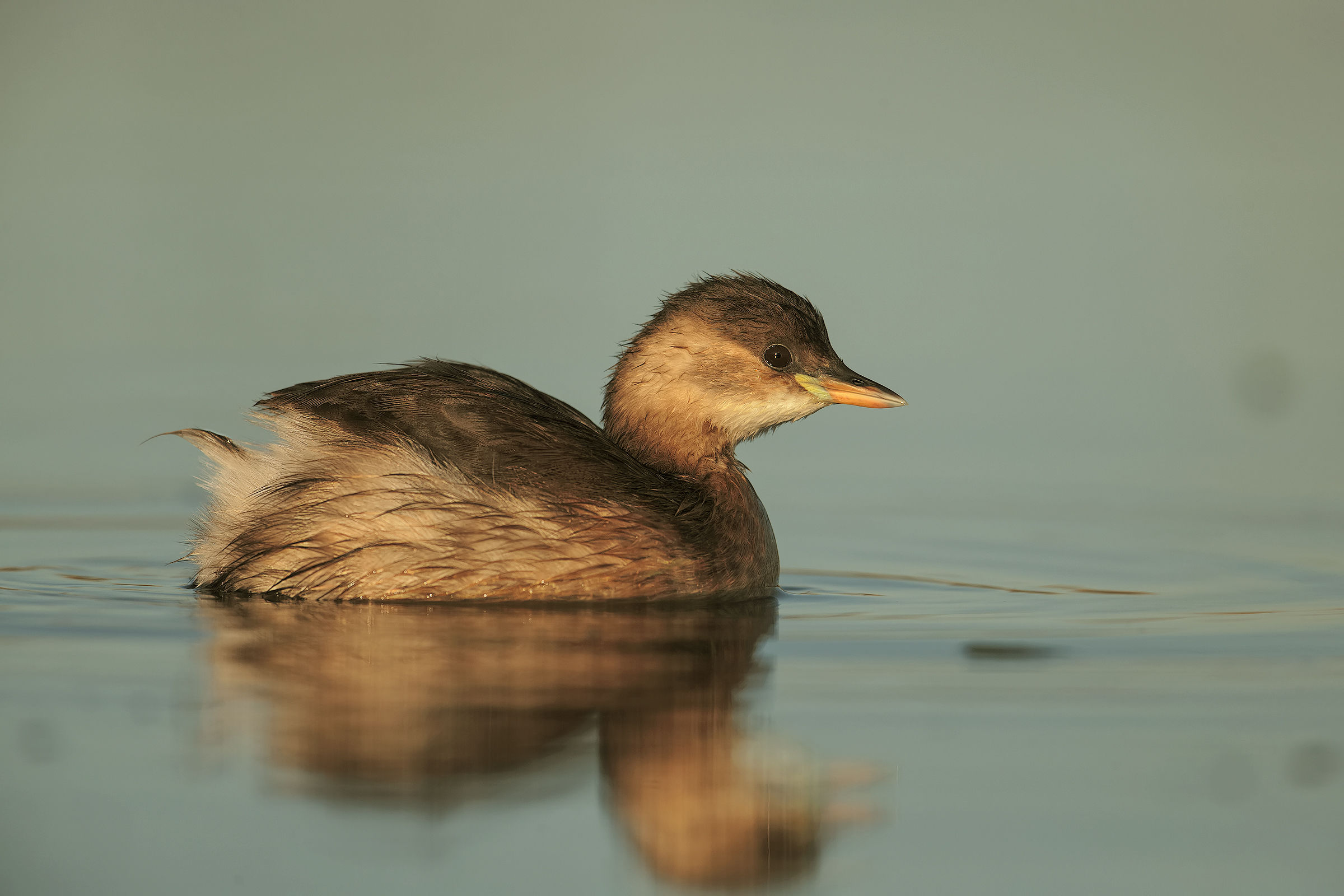 Little Grebe