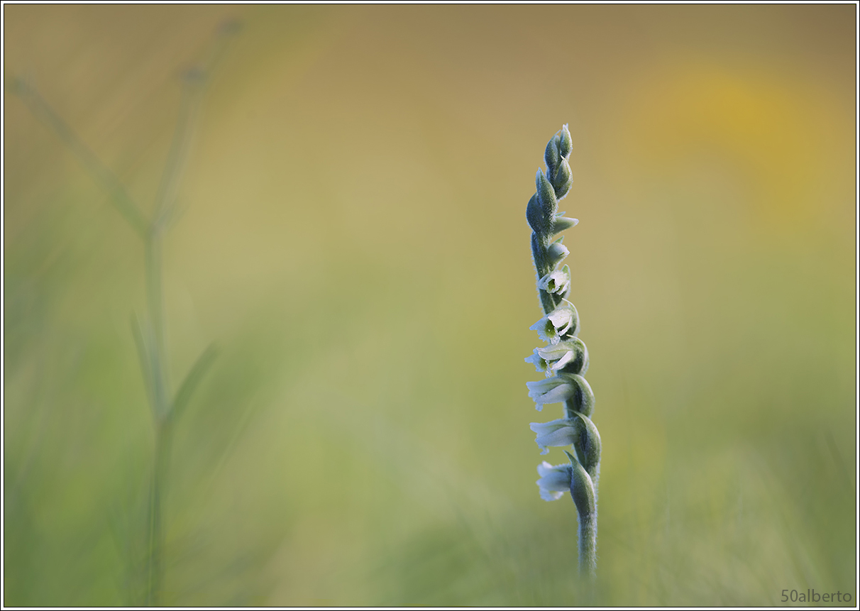 Spiranthes spiralis