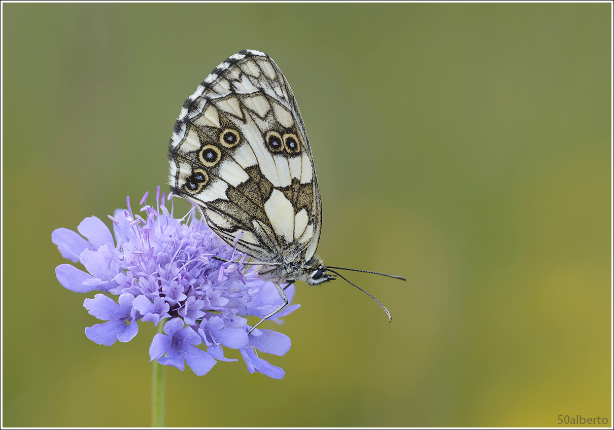 melanargia galathea