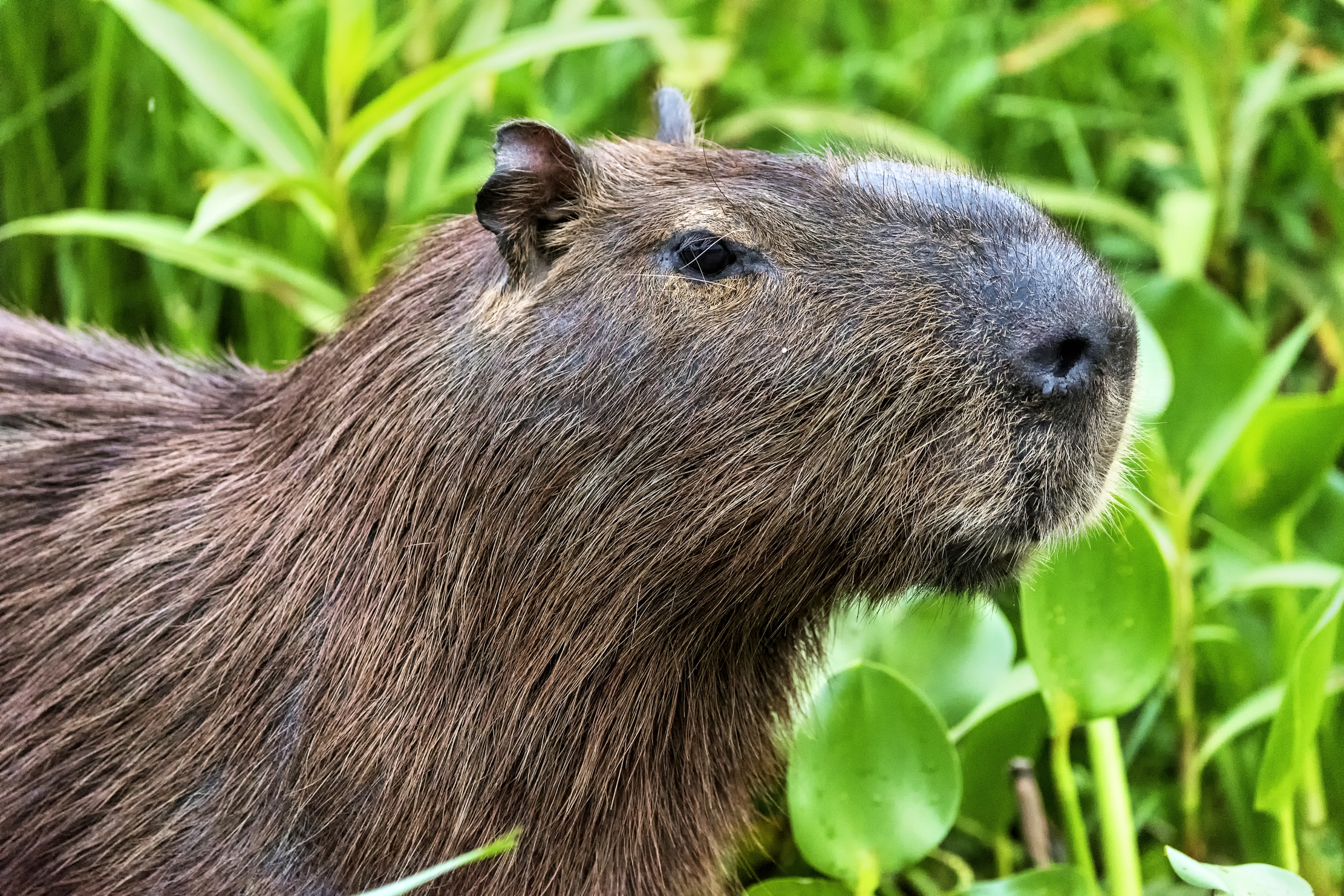 Pantanal 2015 - Primo piano Capibara