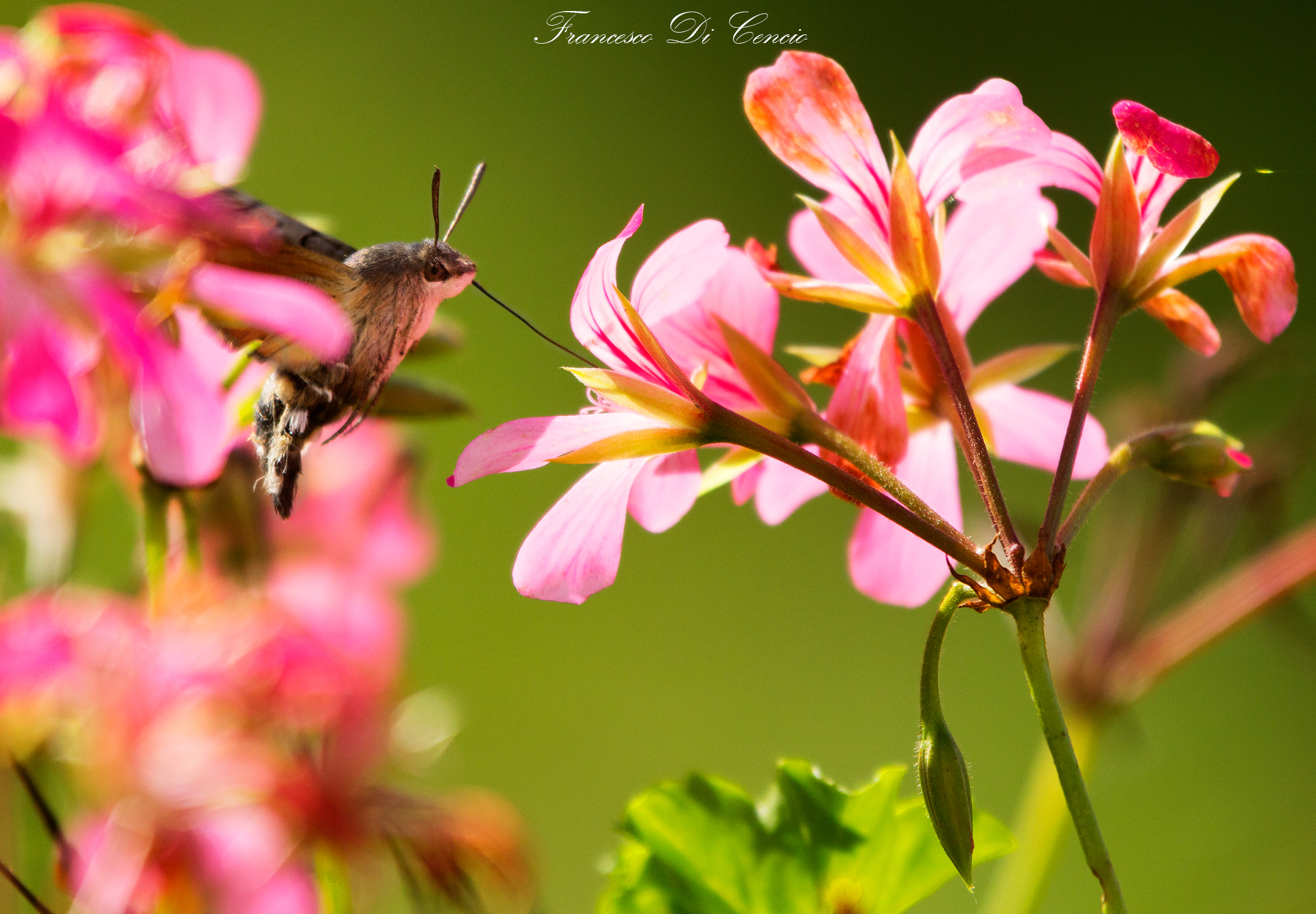 Farfalla colibrì