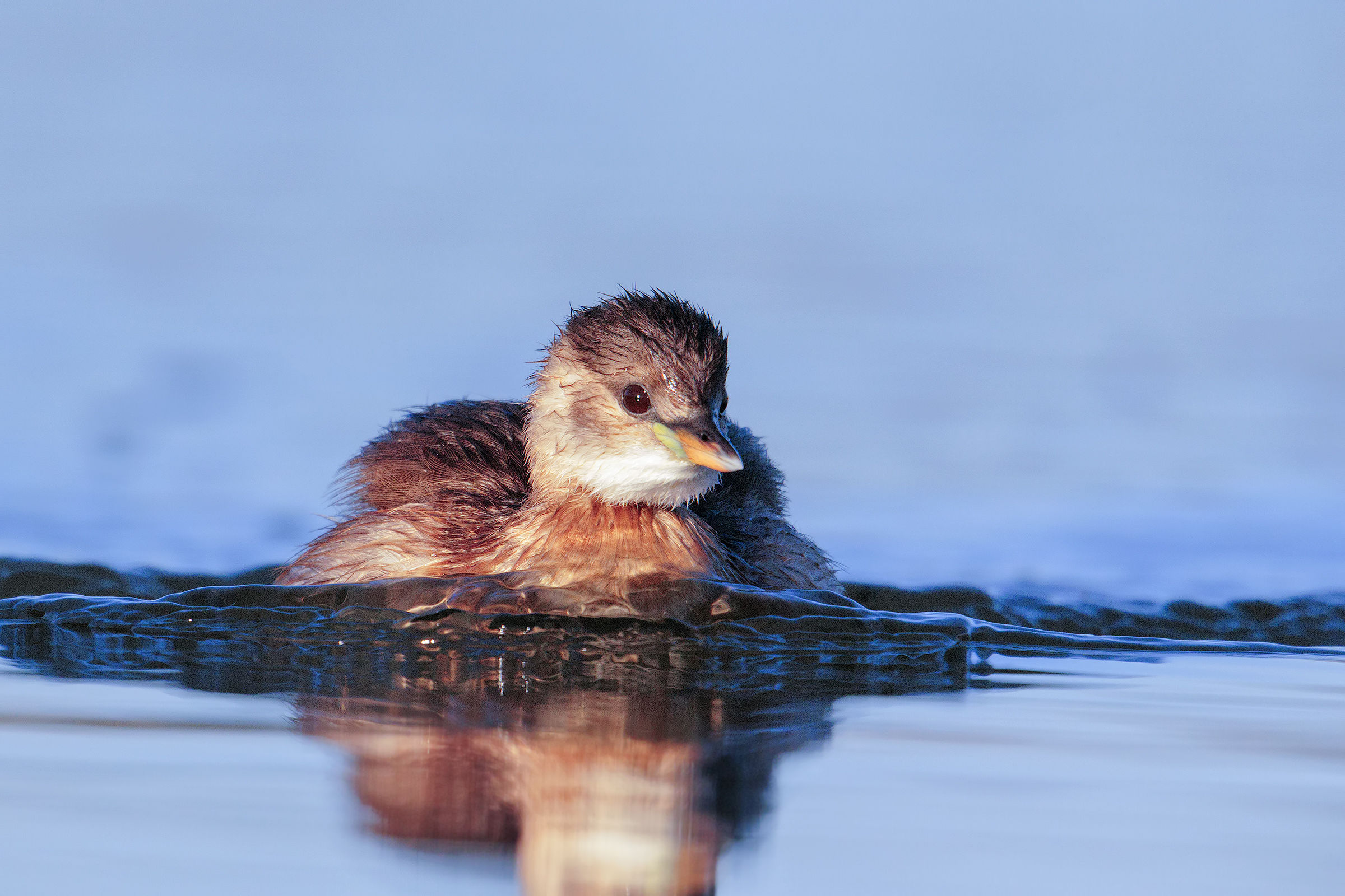 little grebe with 7d2