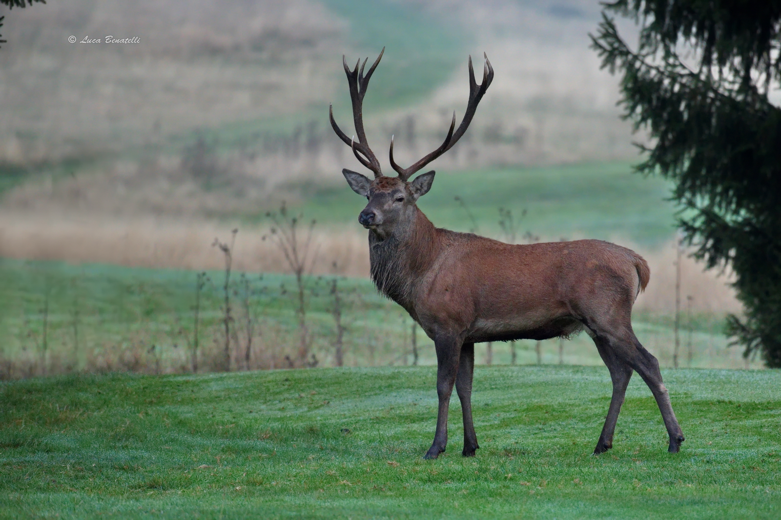 La magnificienza del Re