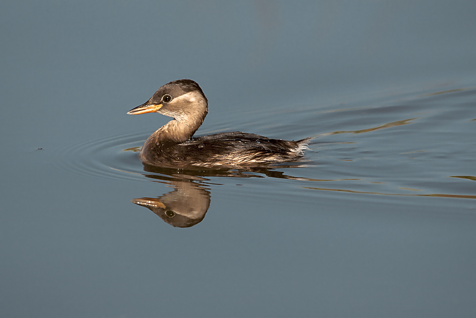 little grebe