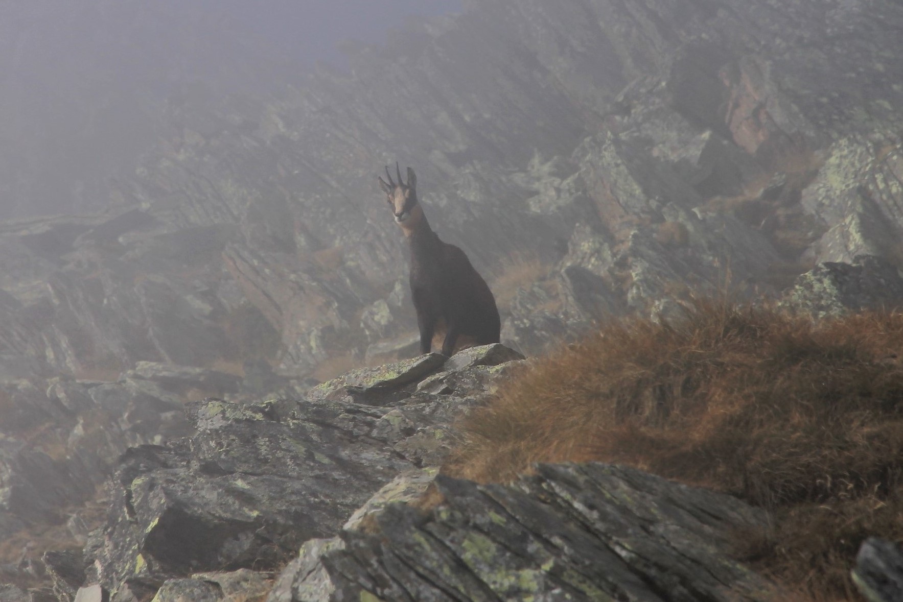 Chamois in the fog