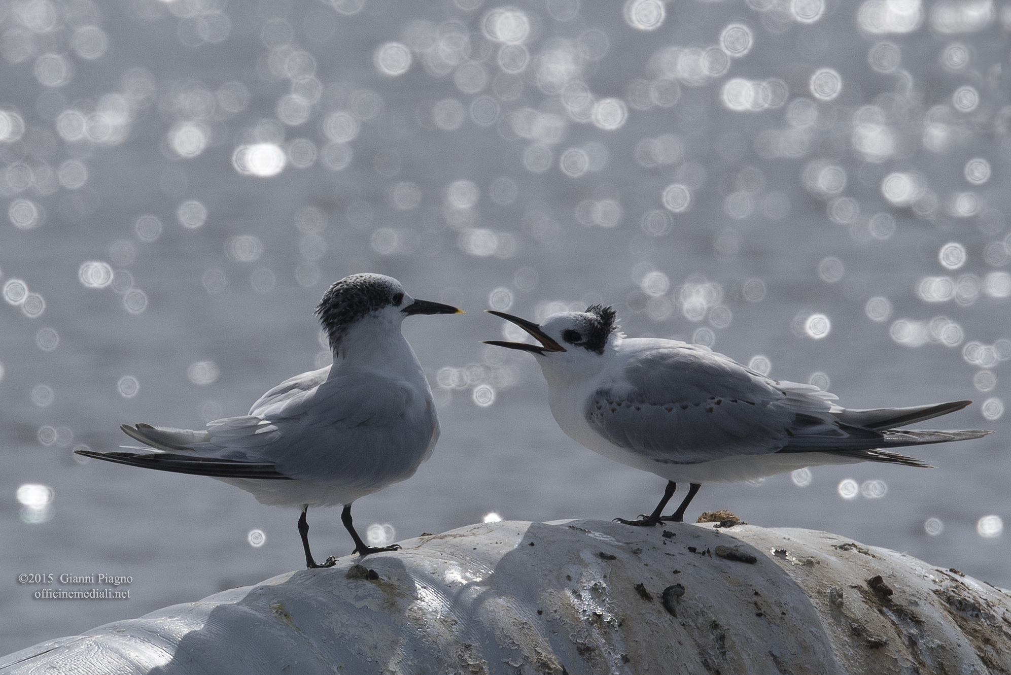 Beccapesci richiesta di cibo