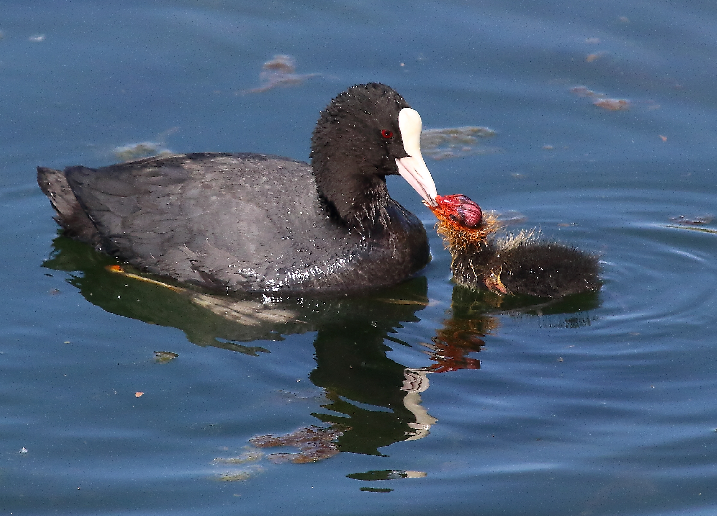 each Snout is nice to his mom ...
