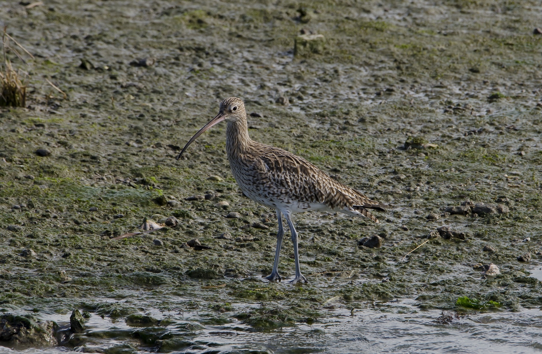 Curlew