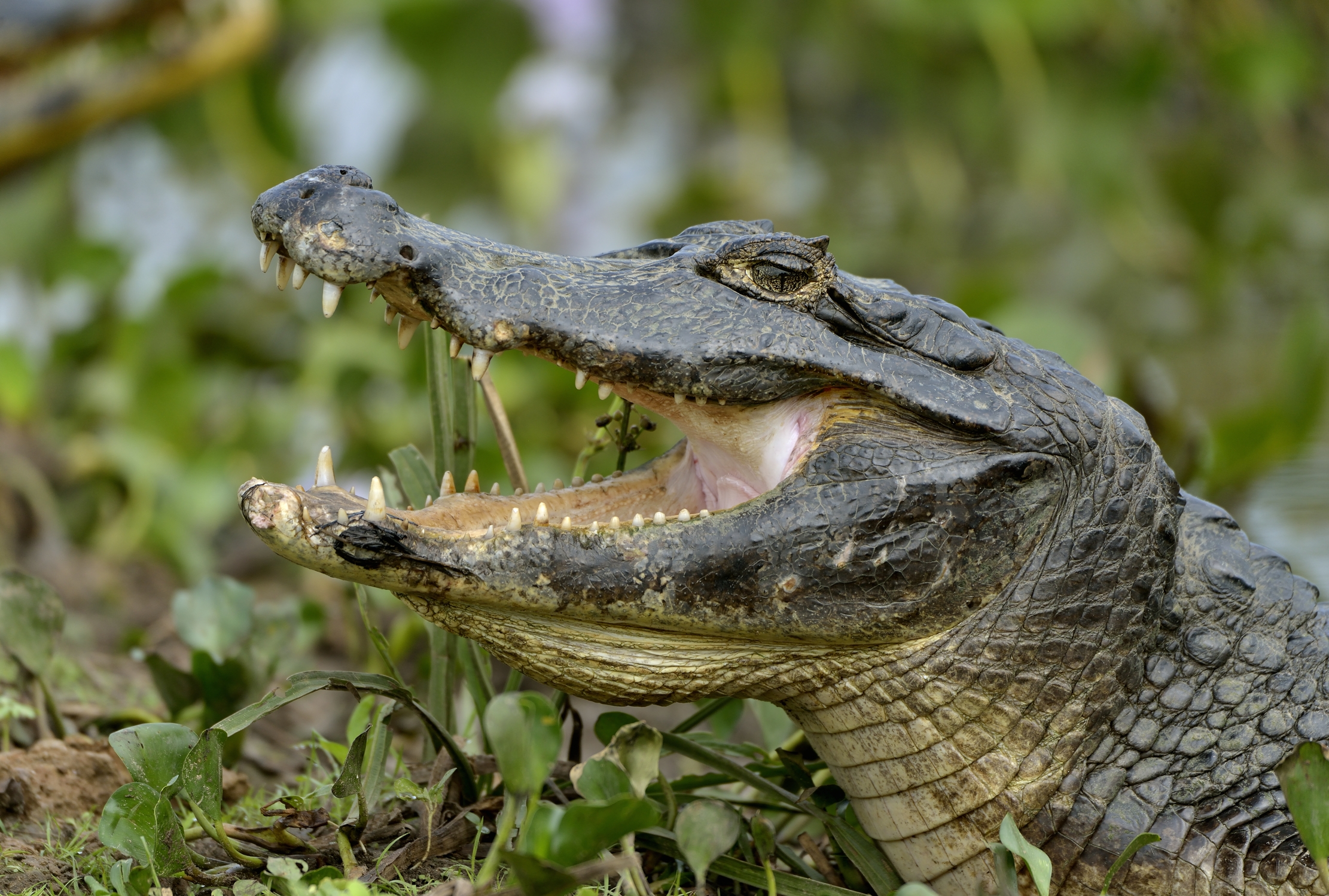Pantanal 2015 - Caiman