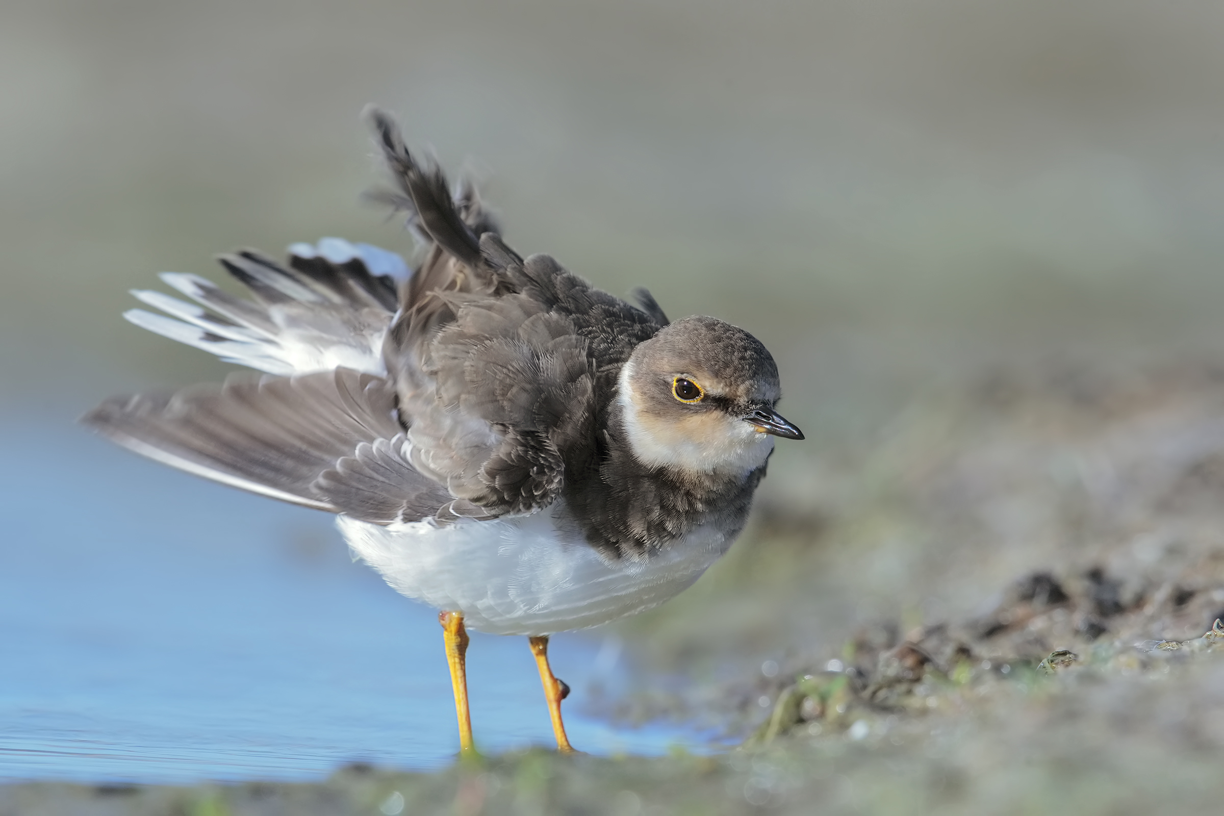 little ringed plover