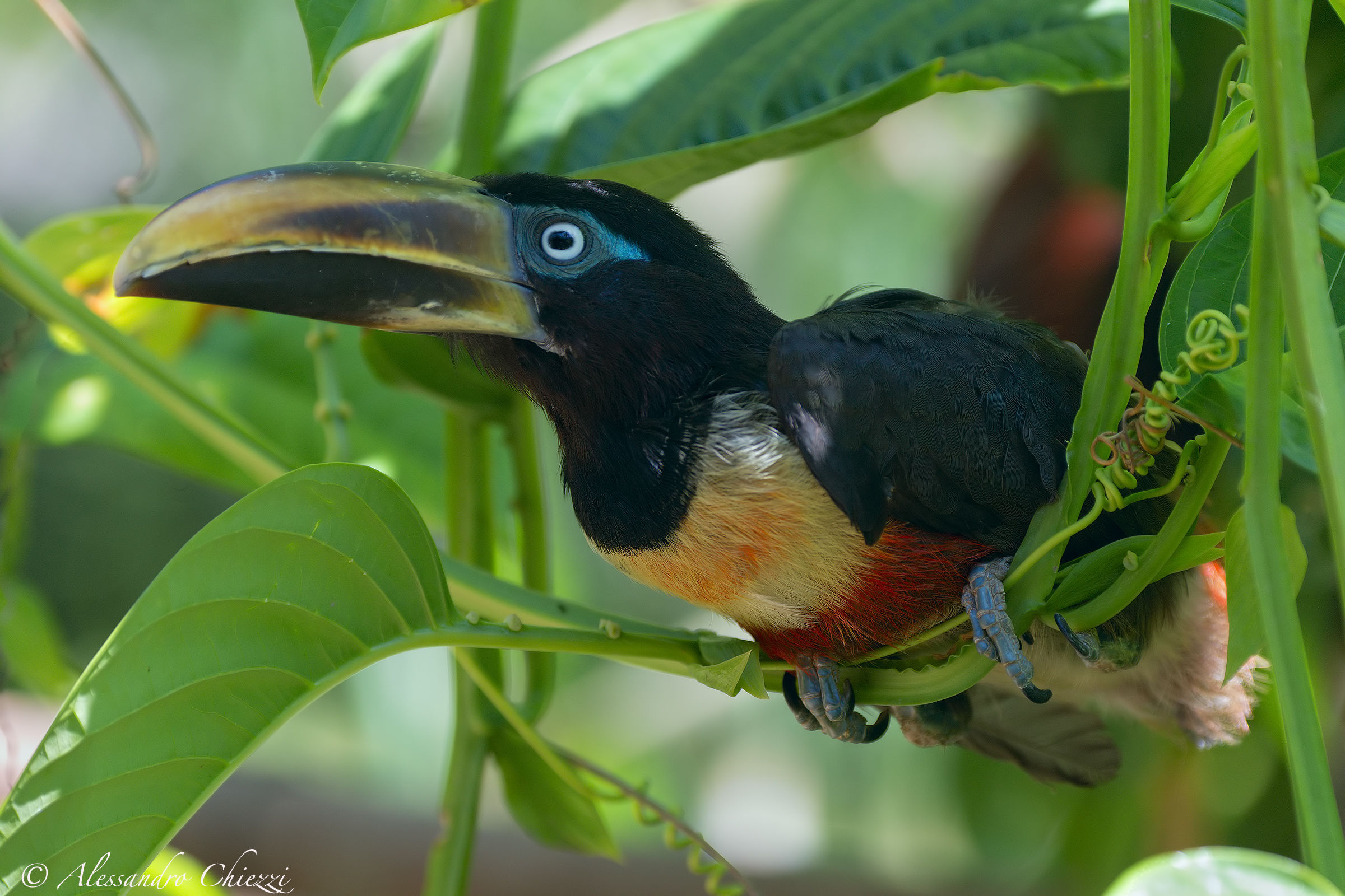 Aracari orecchiecastane
