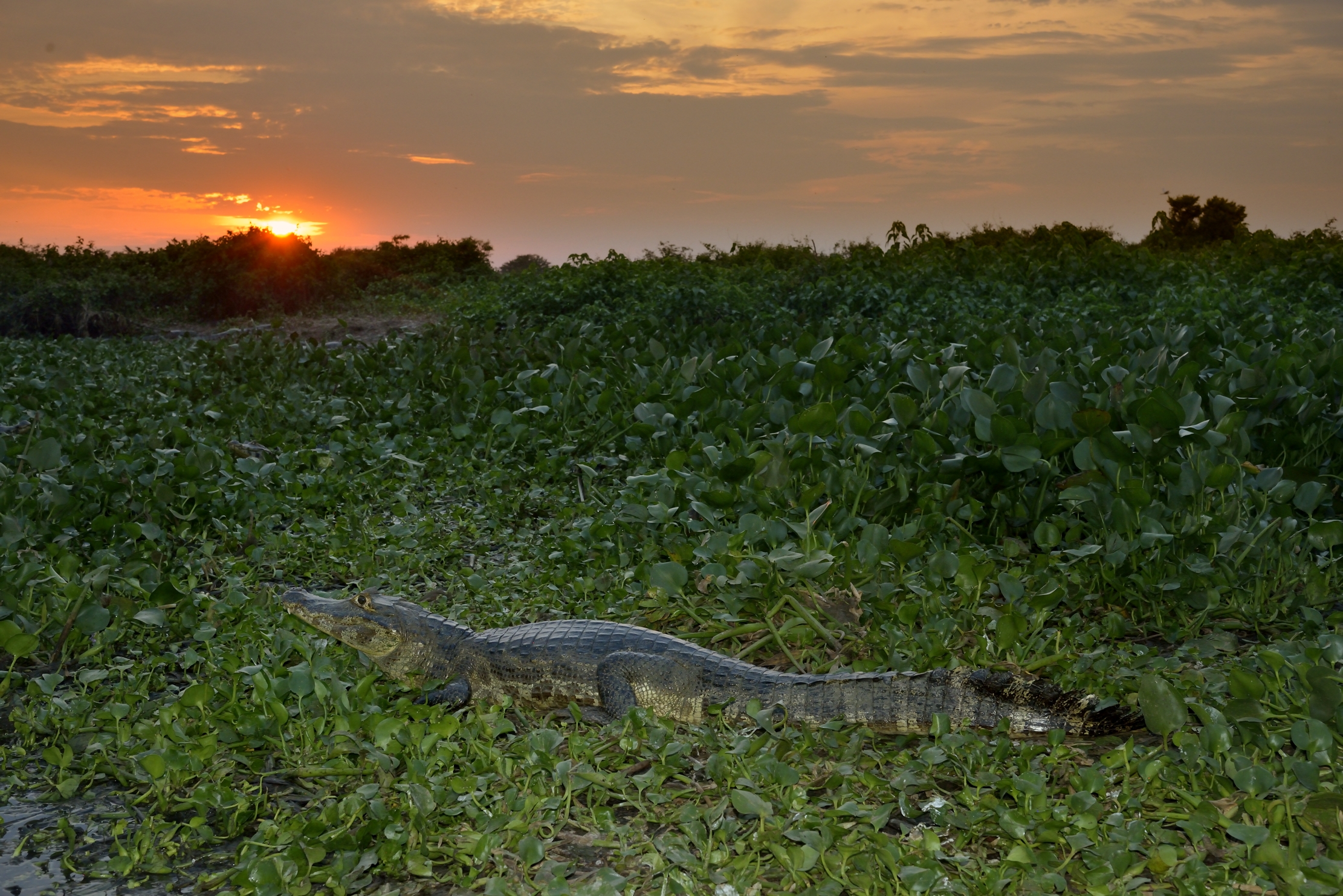 Pantanal 2015 - Tramonto sul Pantanal