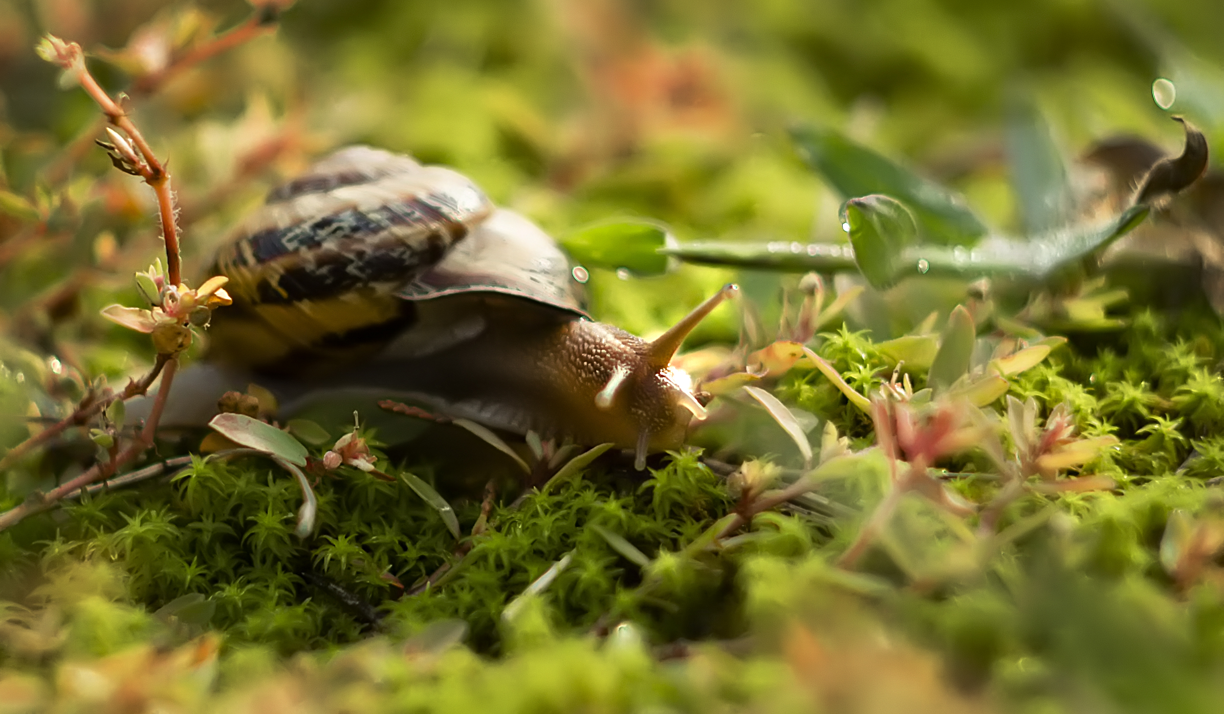 Snail