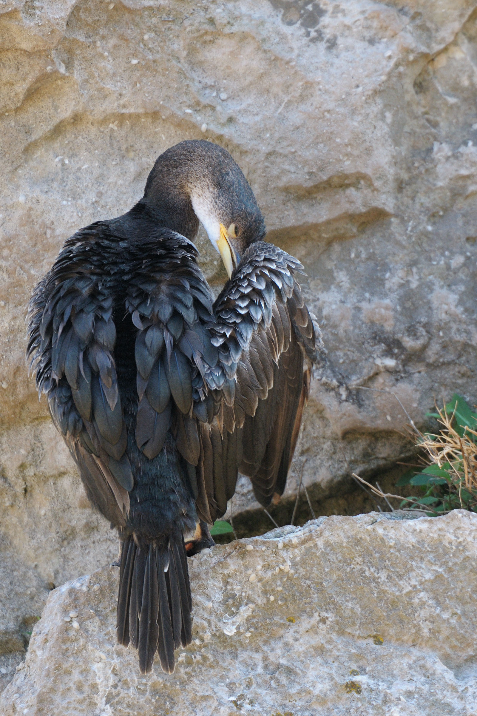 l'elegante Marangone