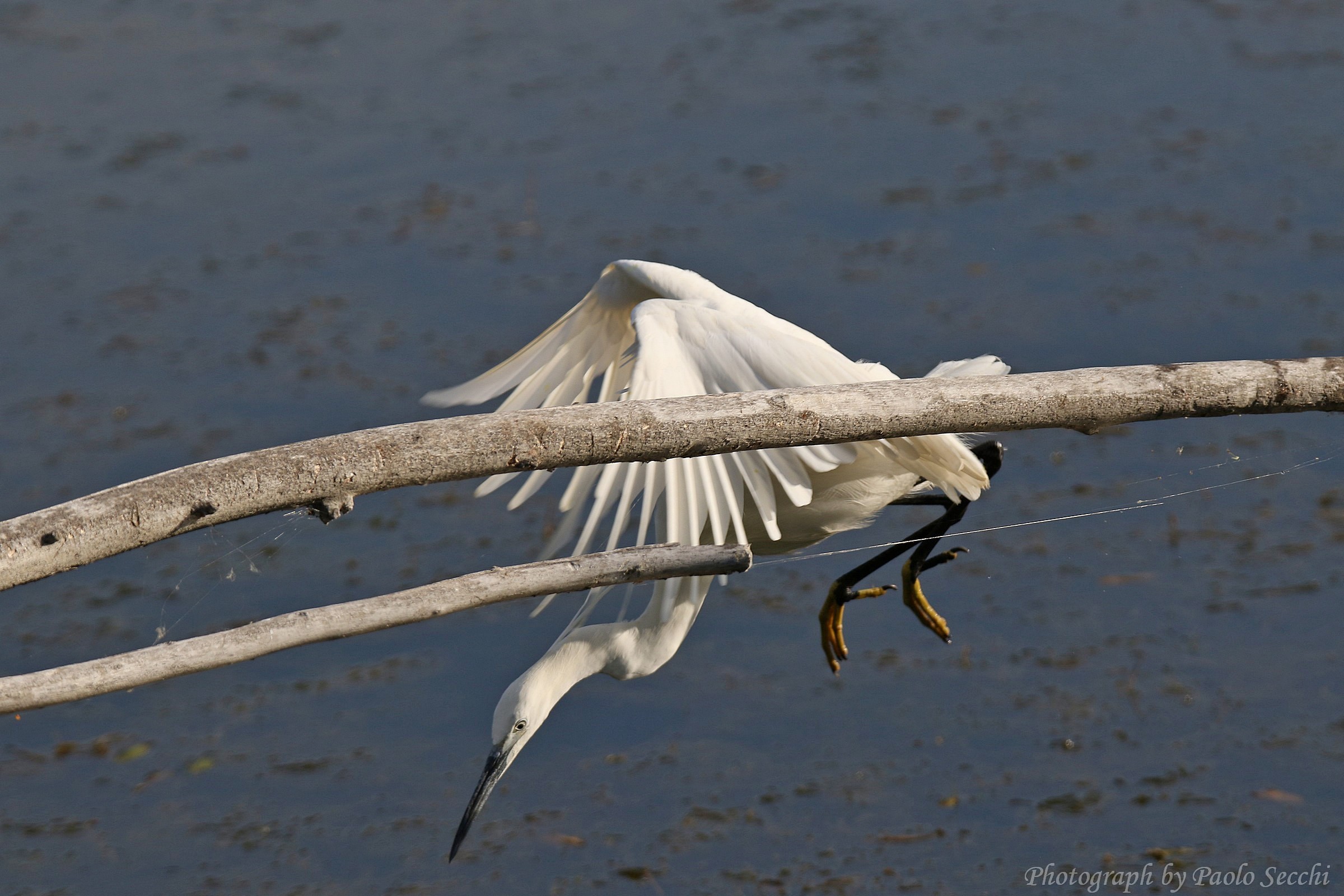 Acrobatic egret