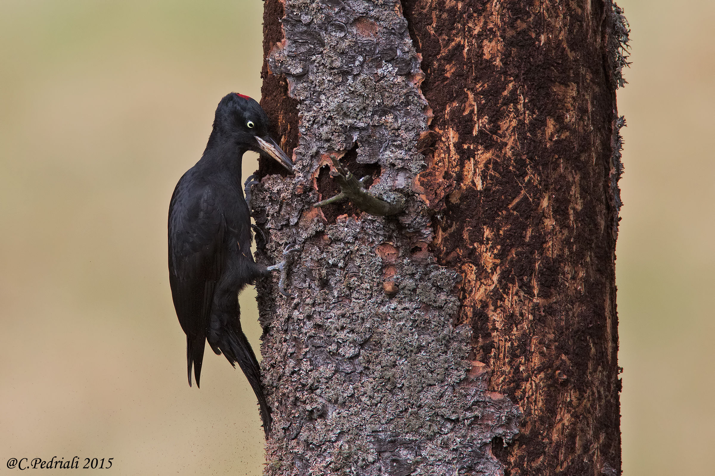 Black Woodpecker female VS bark ...