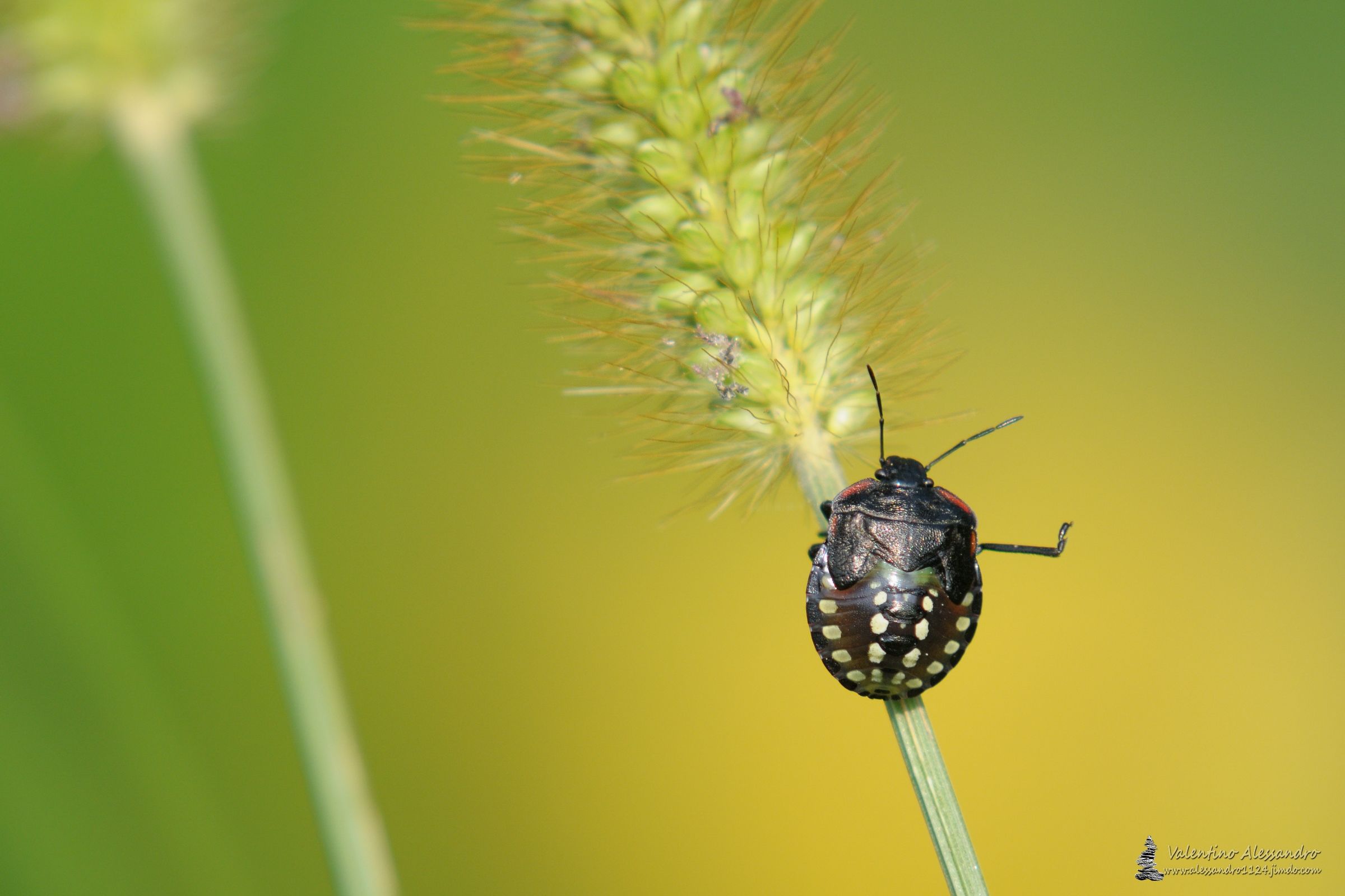 Gymnastics in the meadow