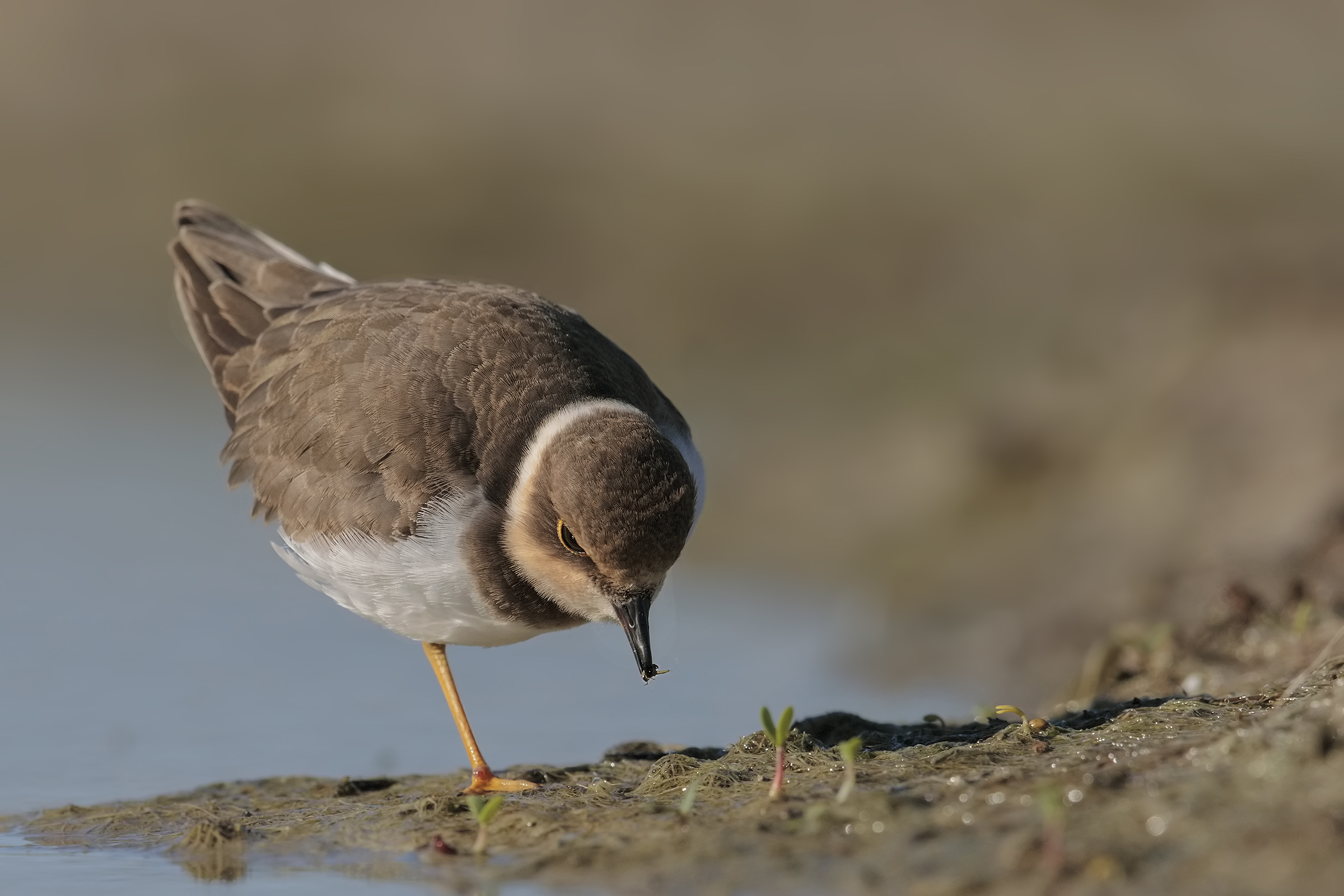 little ringed plover