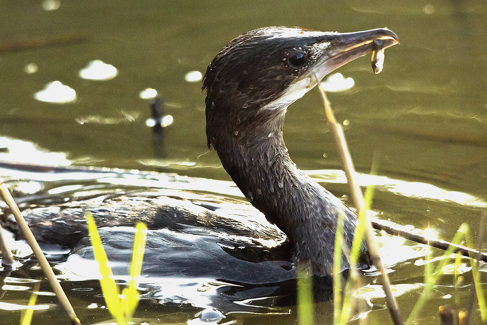 cormorant fishing for fish