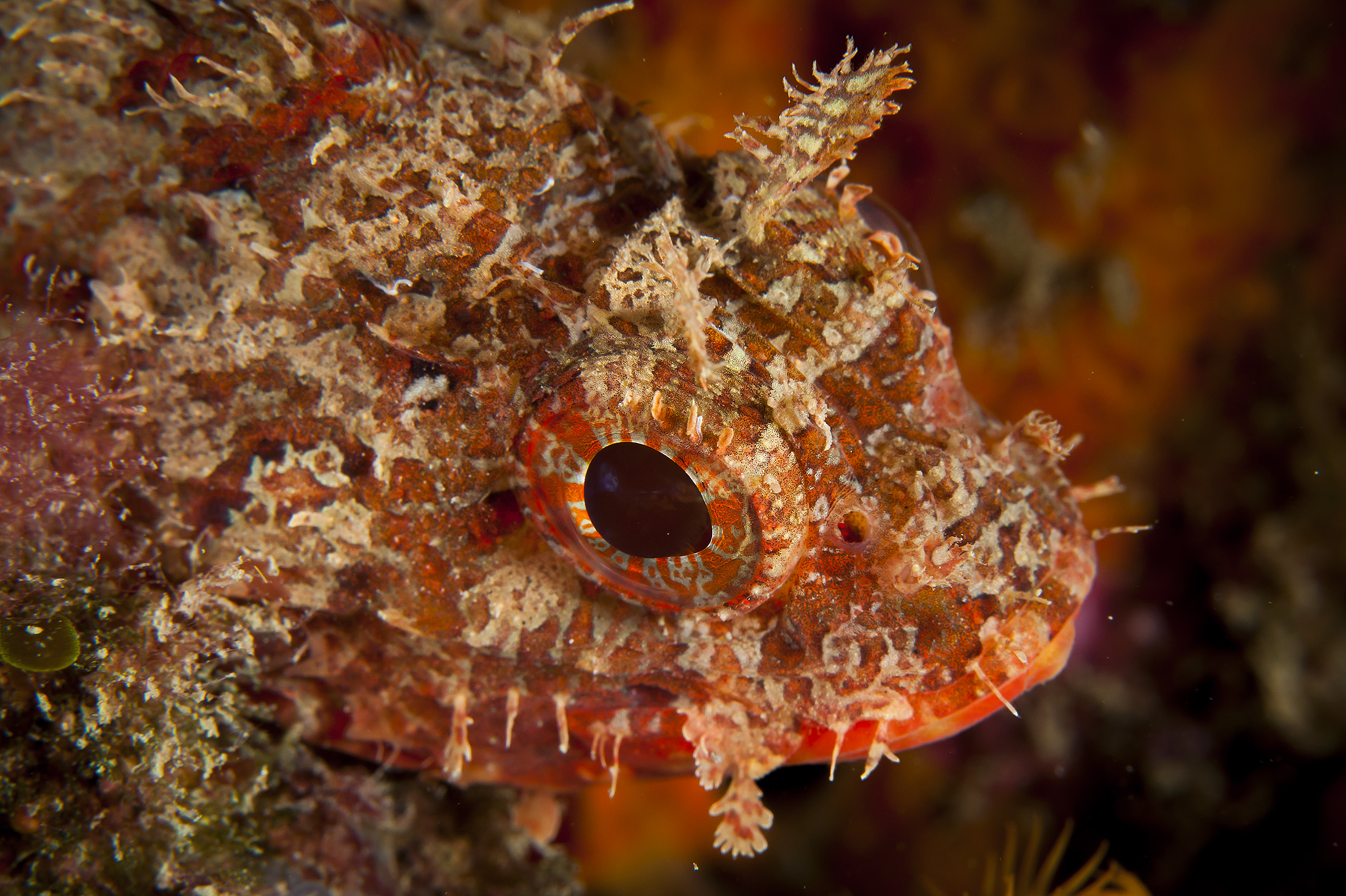 Portraits of Redfish