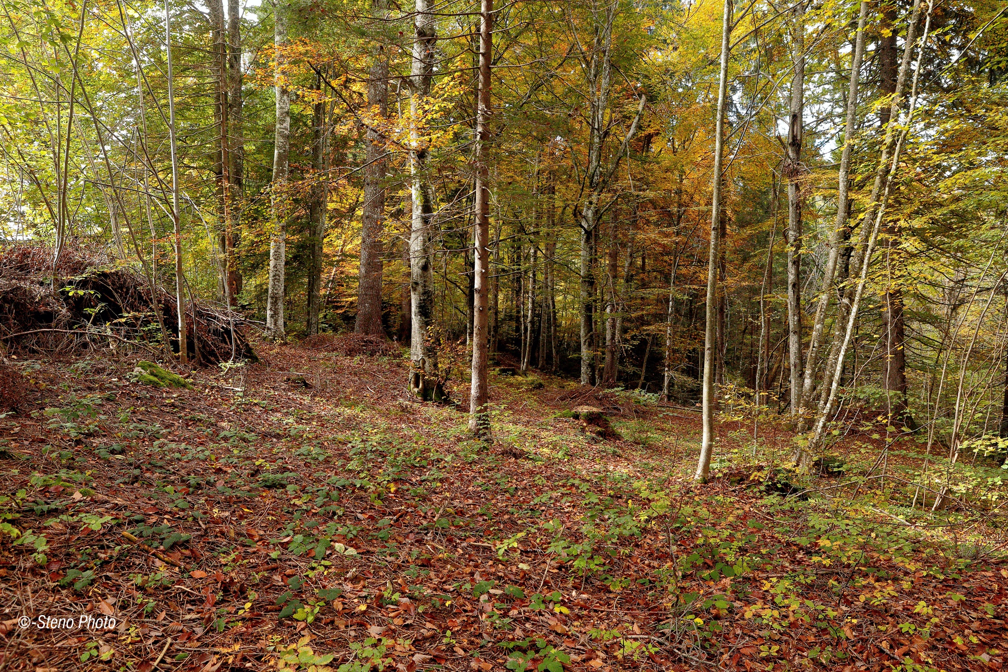 Walking through the woods