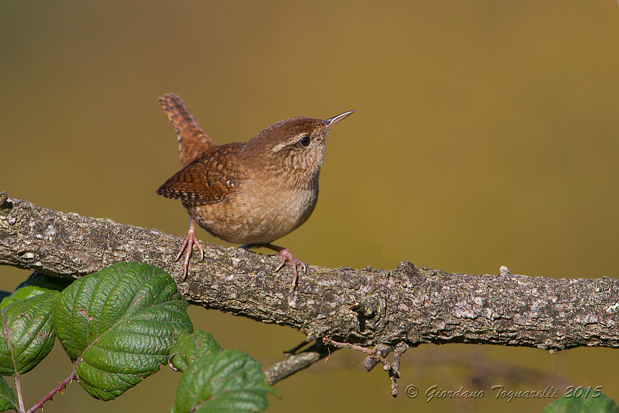 Wren