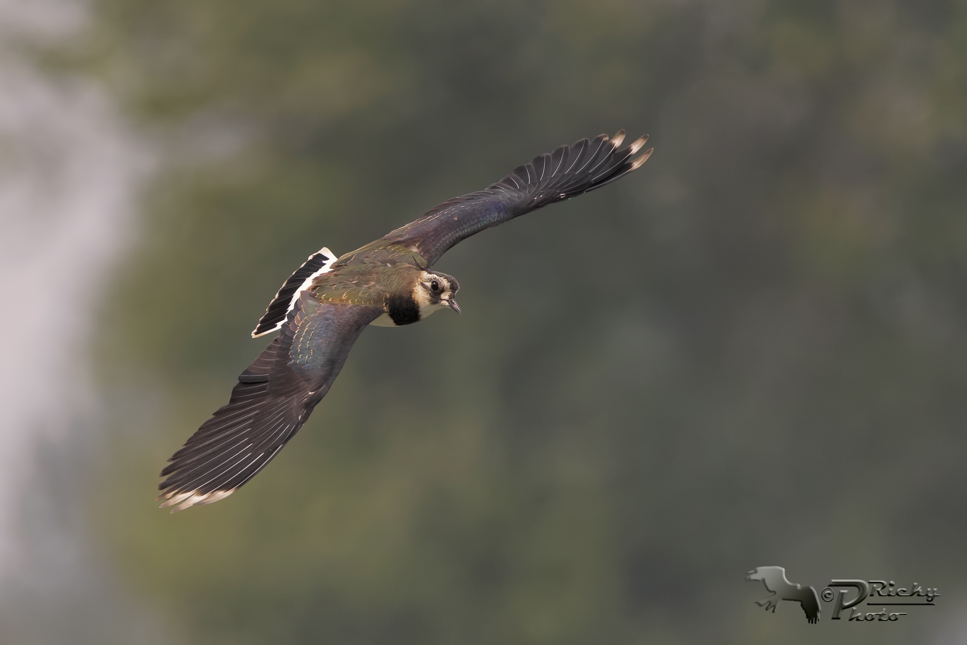 Il volo della Pavoncella