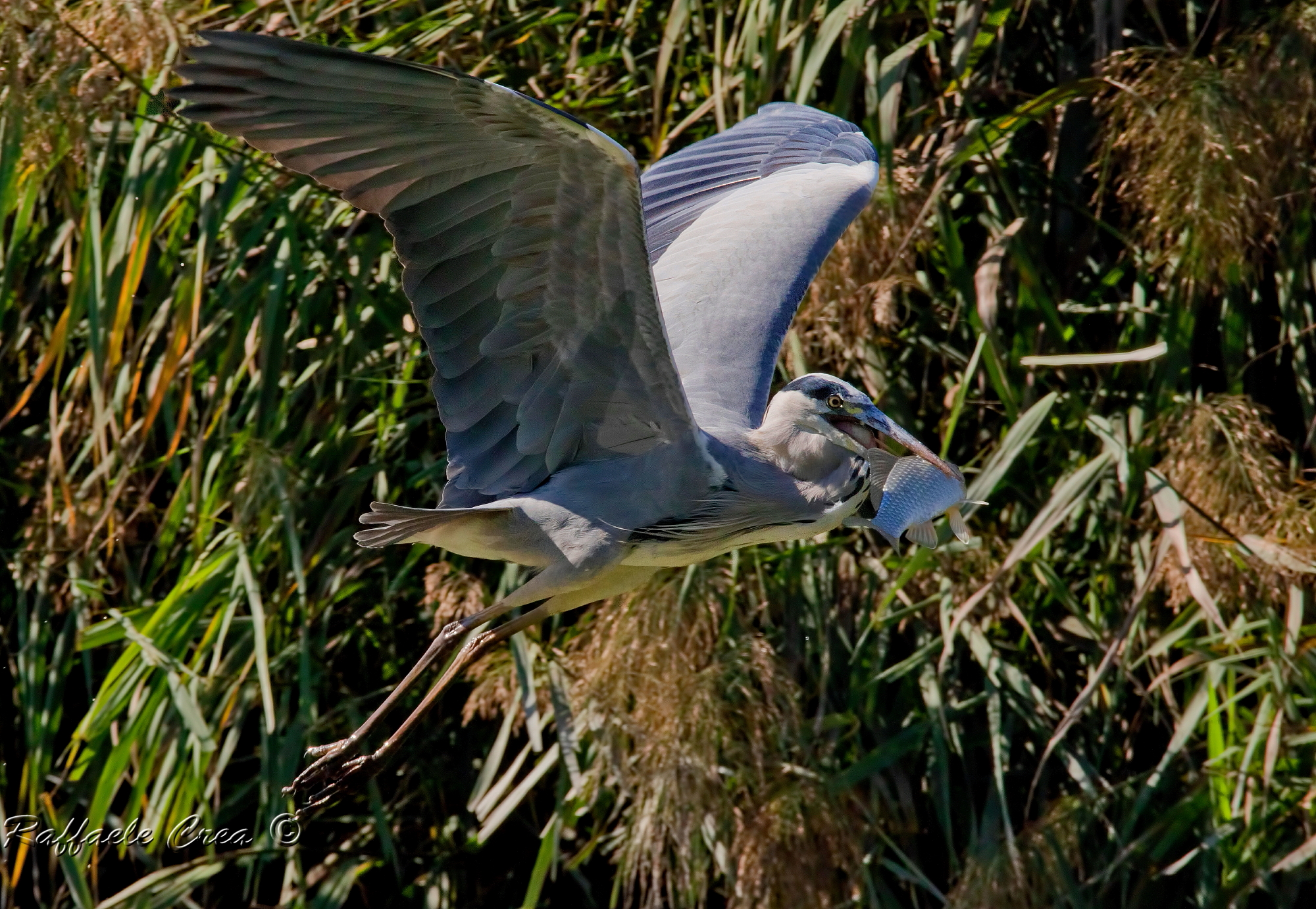 Airone Cenerino:La Bestia 2