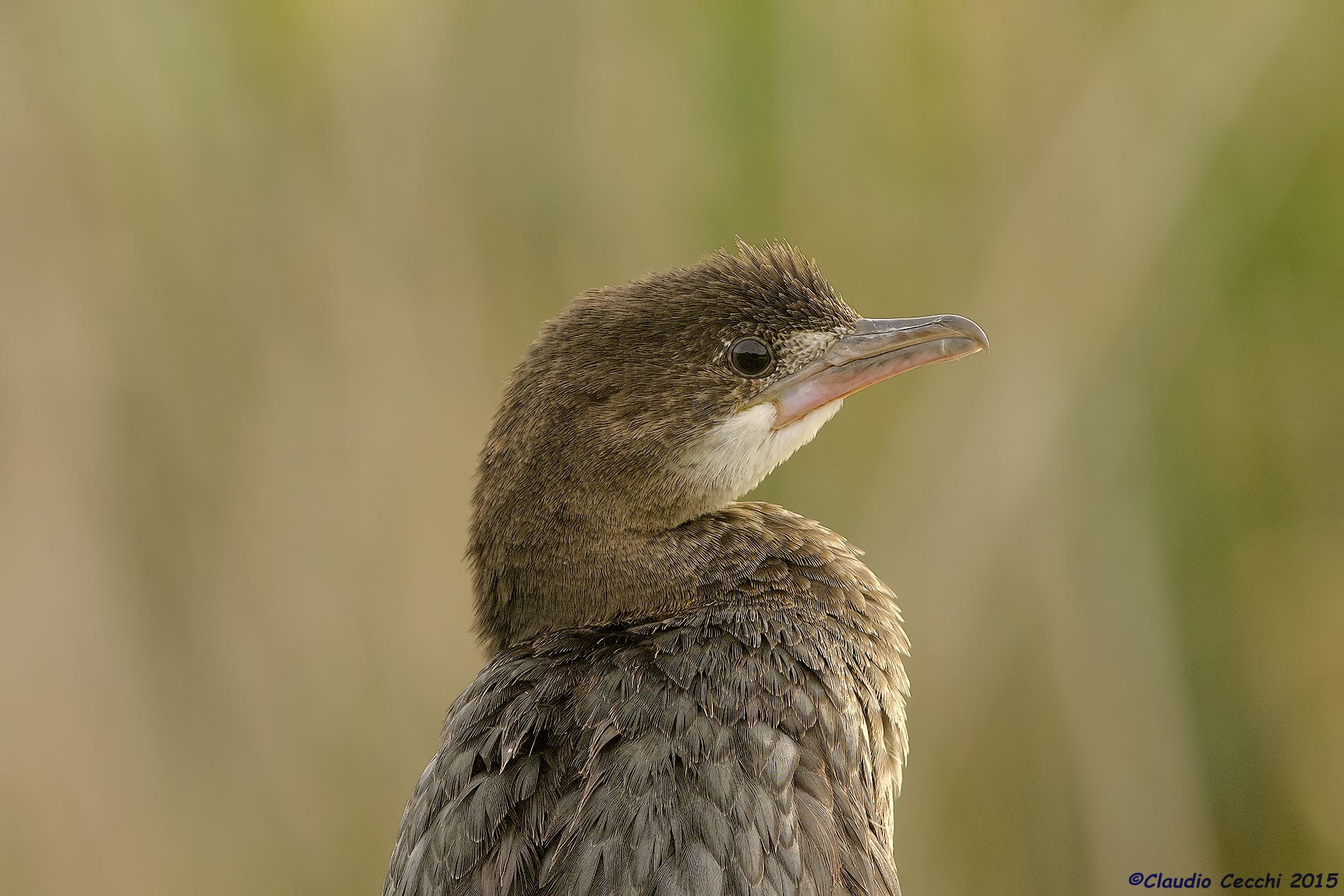 Marangone minore - primo piano