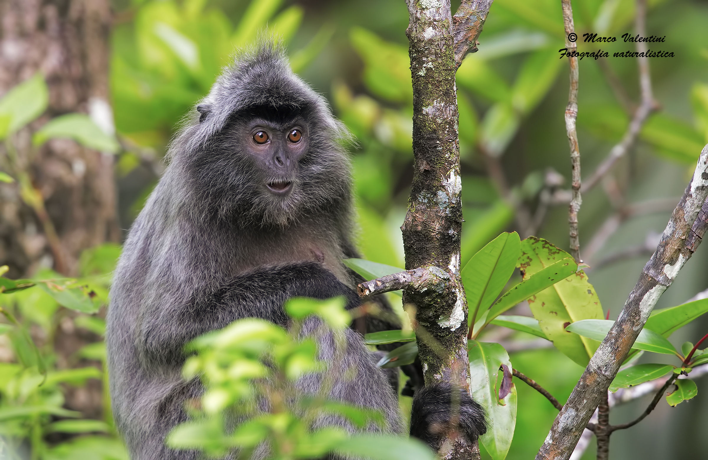 Langur
