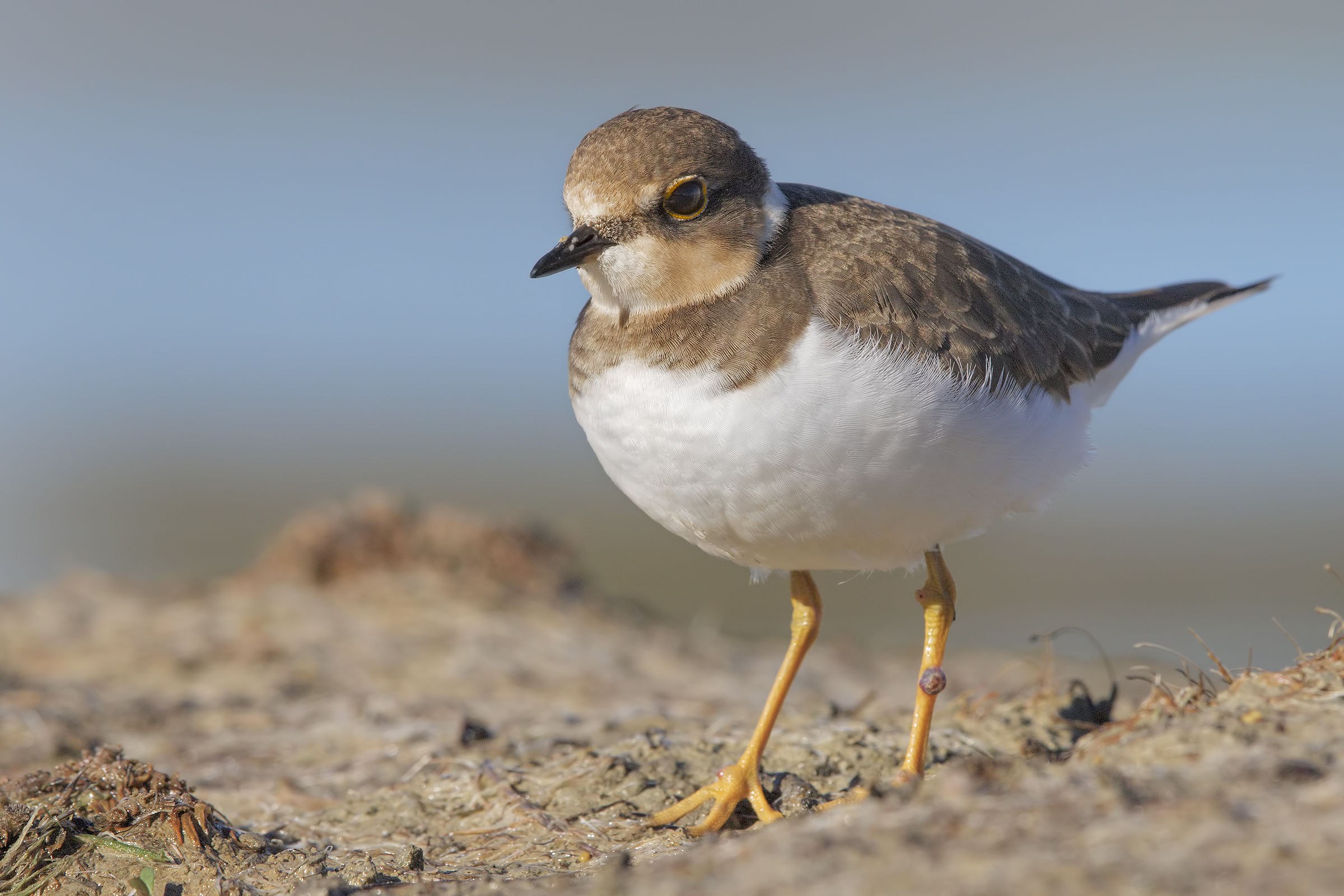 Corriere piccolo juv