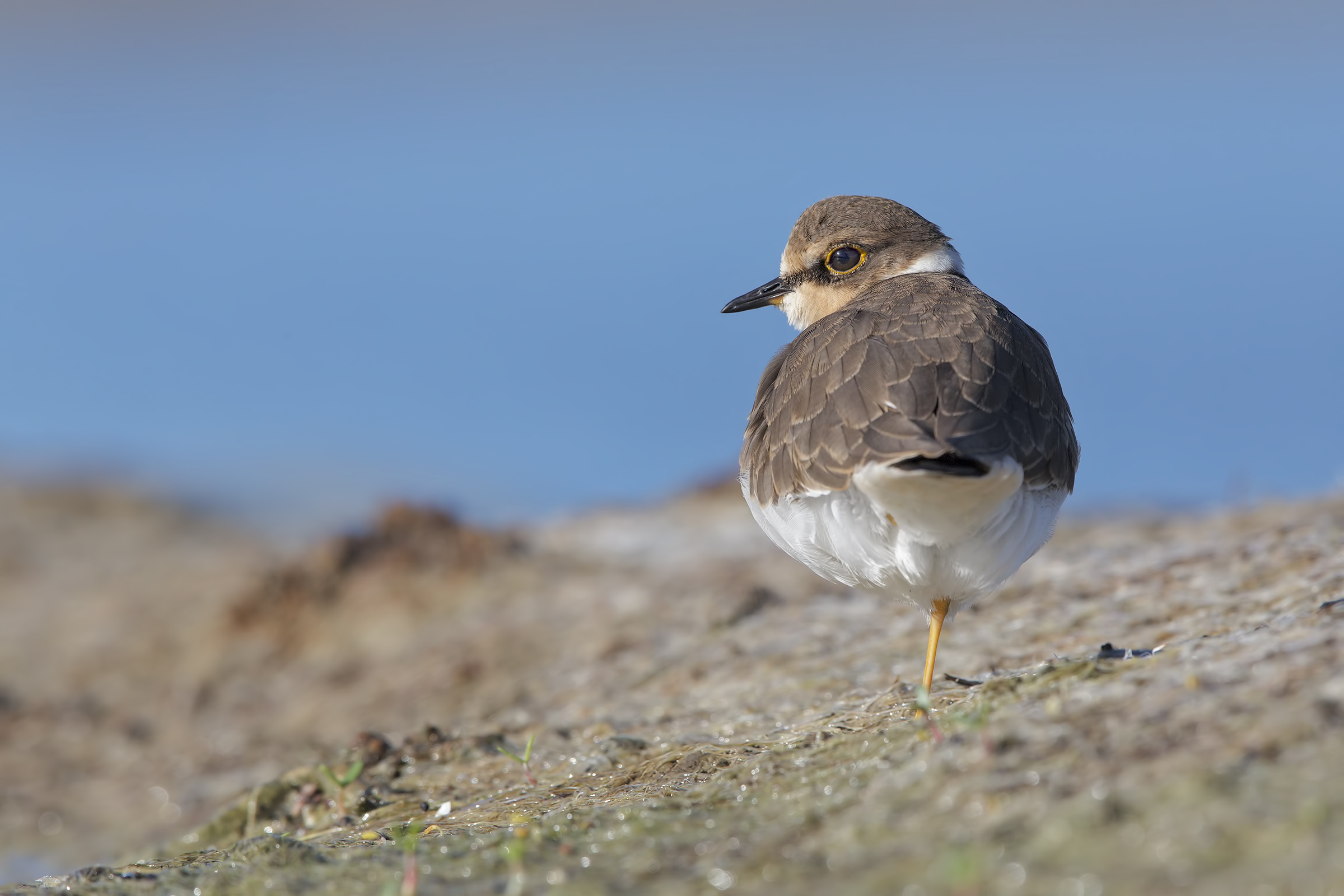 Corriere piccolo juv