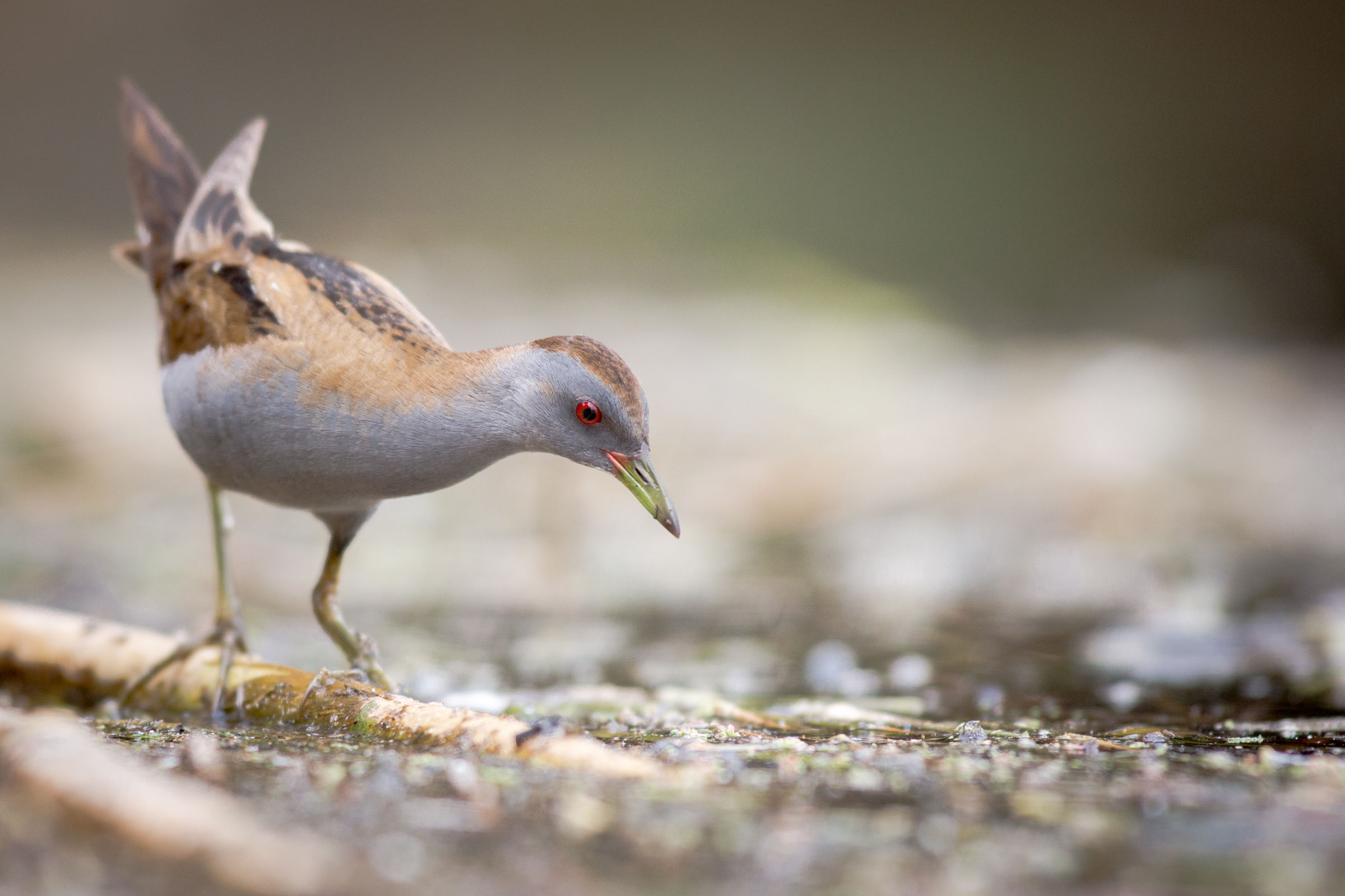 Little Crake