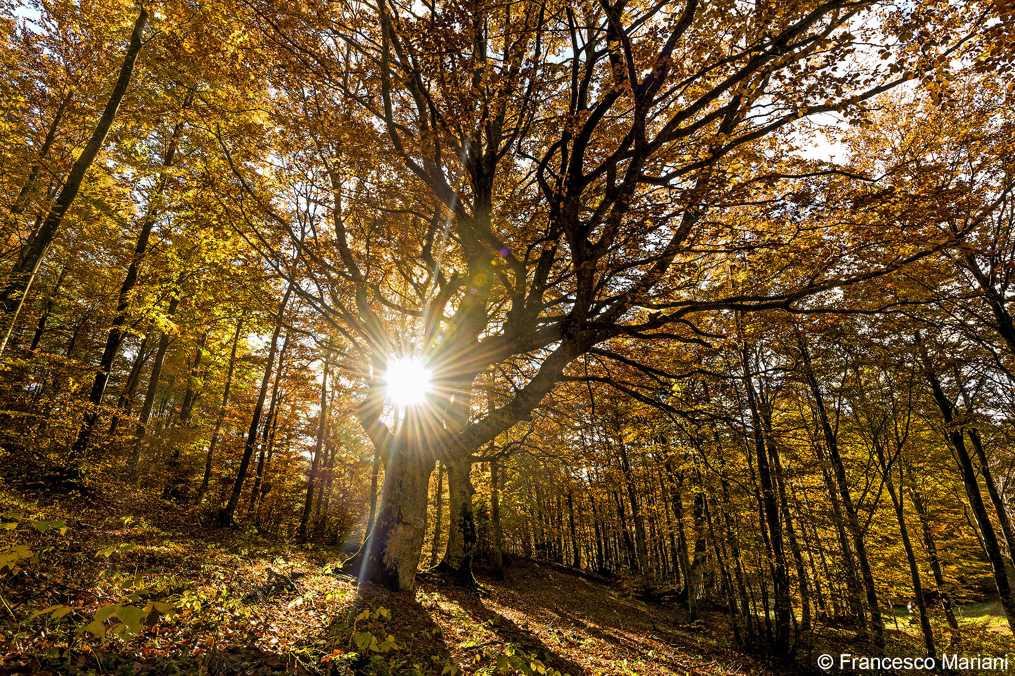 Sua Maestà il Faggio