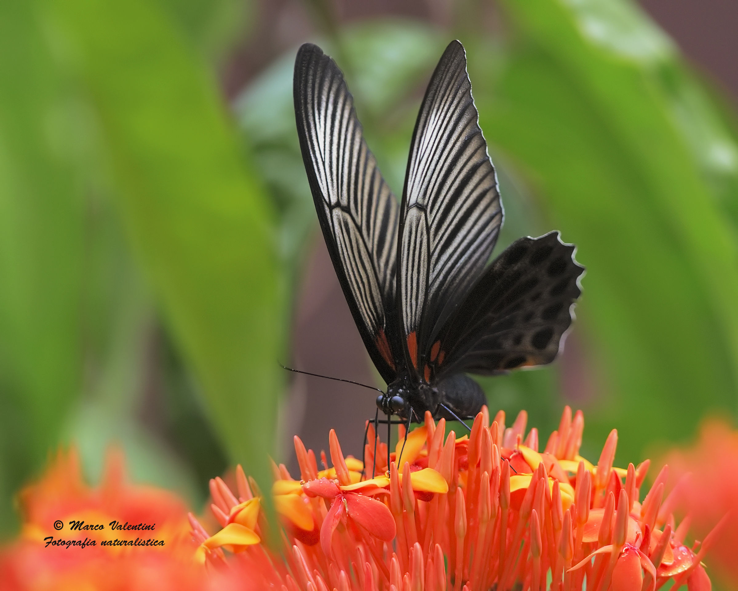 Butterfly in the wild