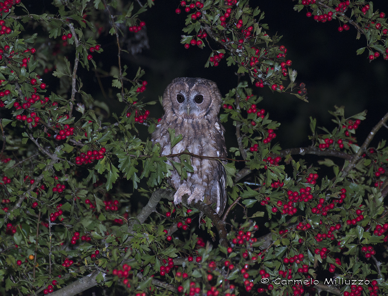 Allocco framed 2 - Tawny Owl -