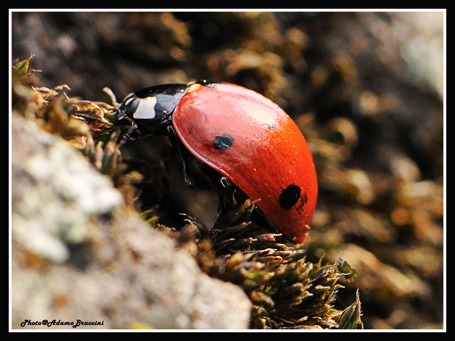 Lella la coccinella