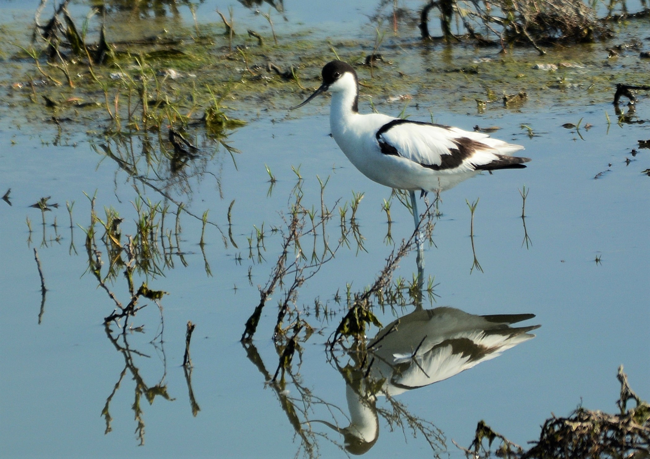 avocet