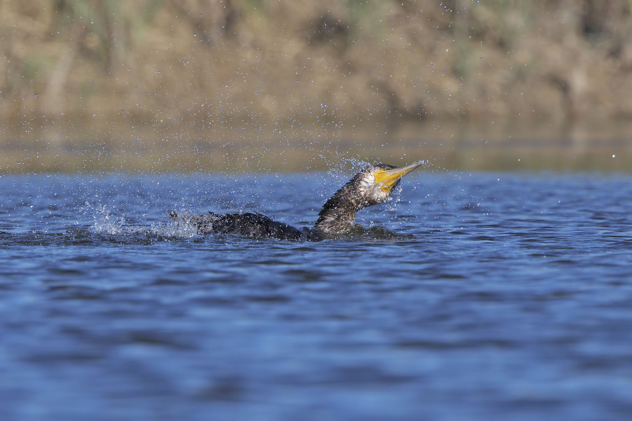 Cormorano in risalita
