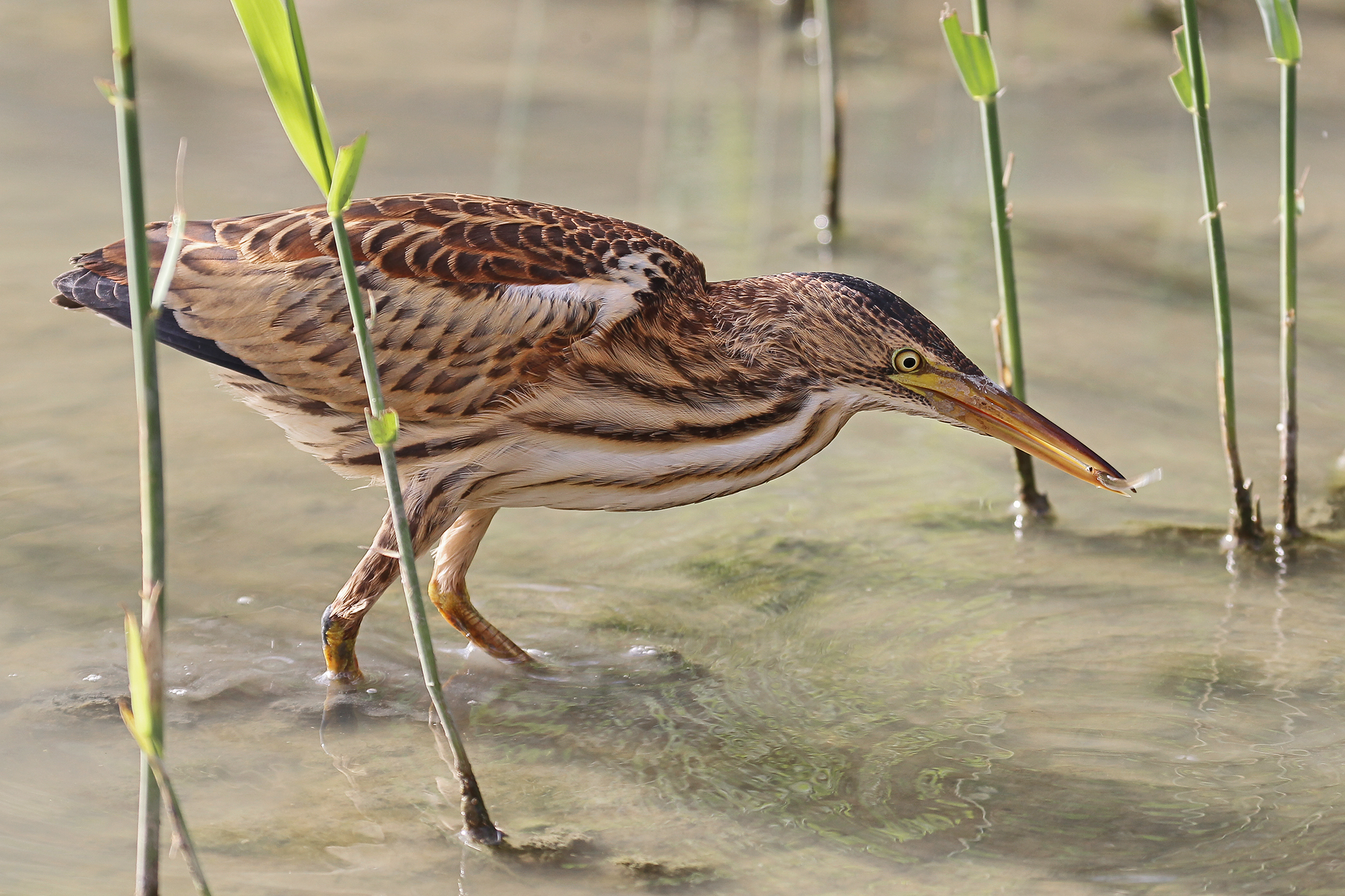 Bittern female