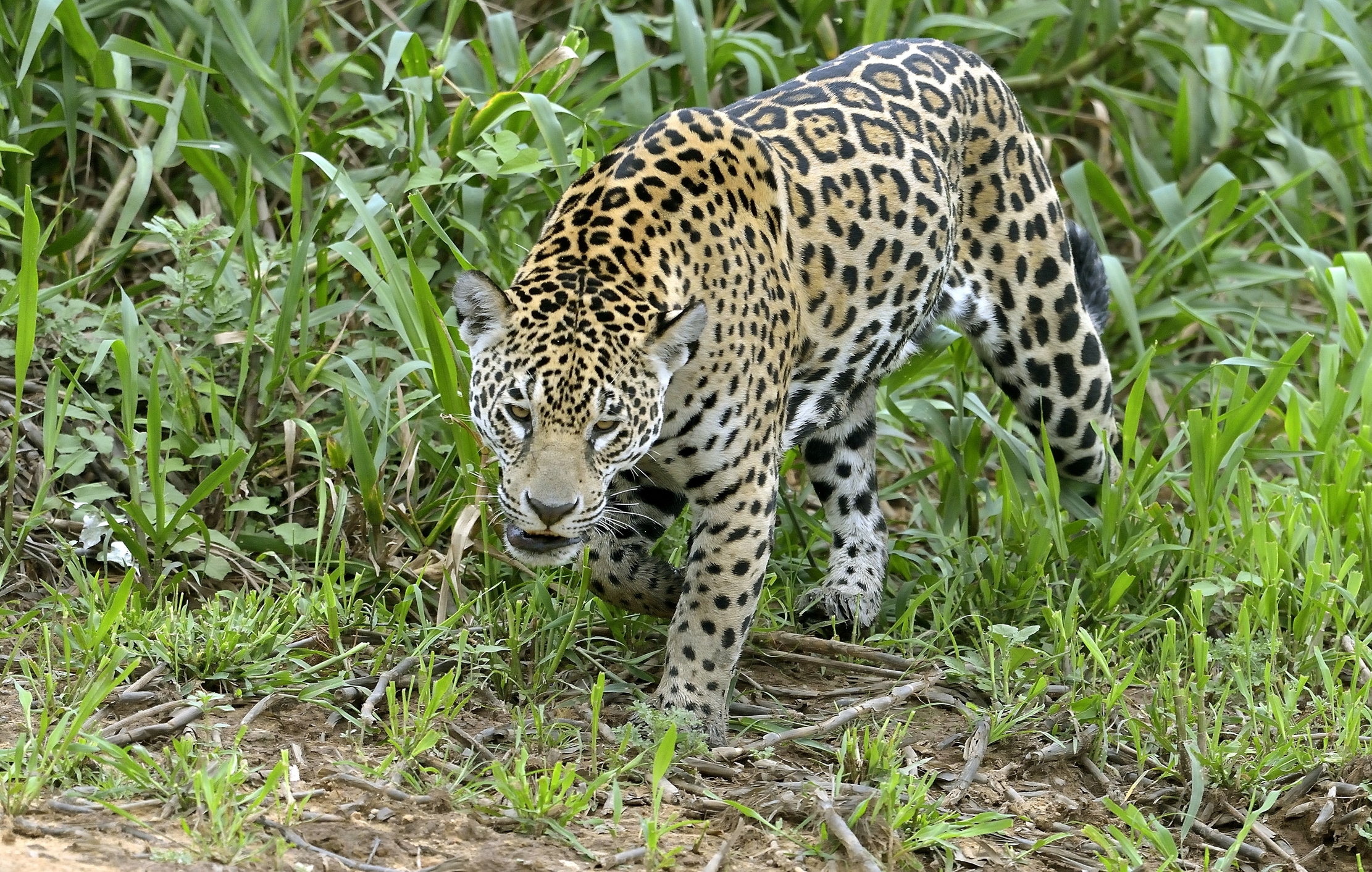 Pantanal 2015 - Jaguar