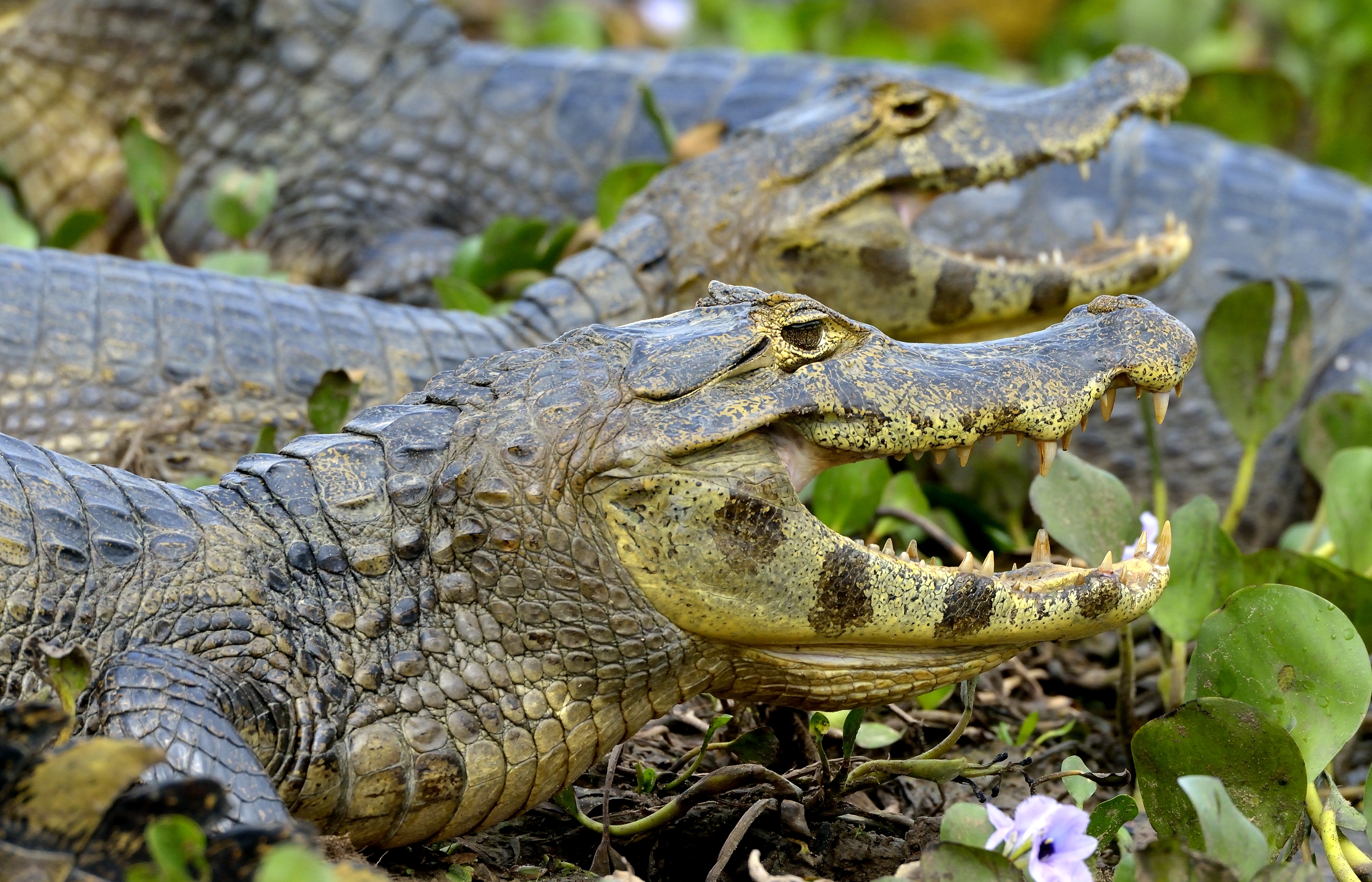 Pantanal 2015 - Caiman